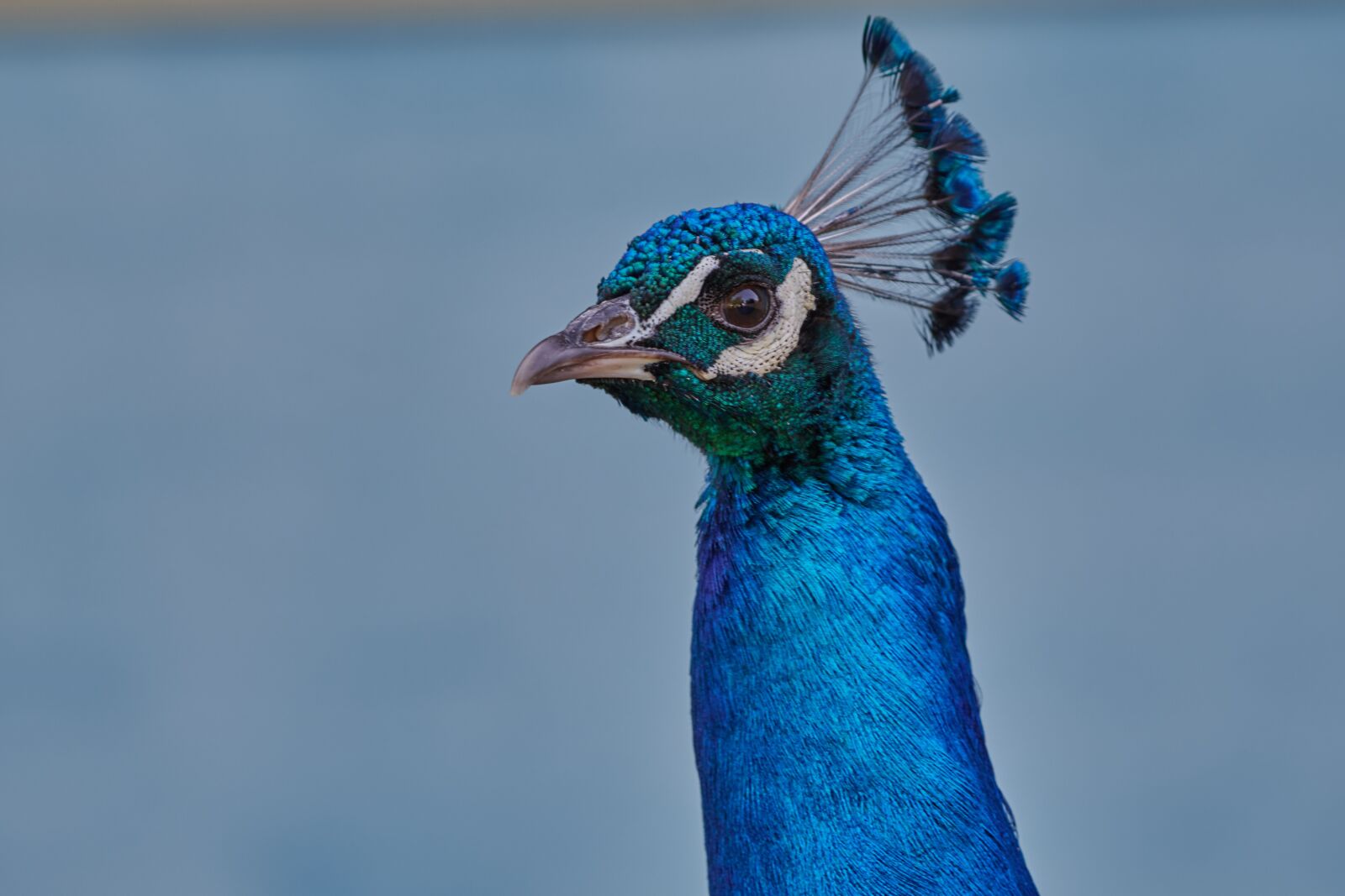 Nikon D500 sample photo. Peacock, bird, feather photography