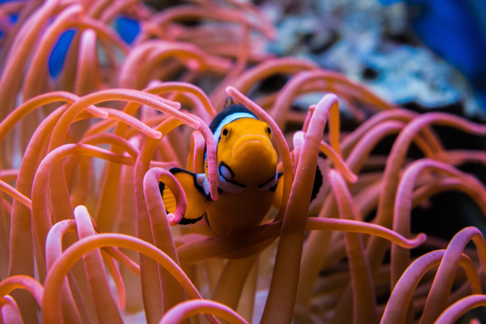 Nikon D3300 sample photo. Clownfish, fish, aquarium photography