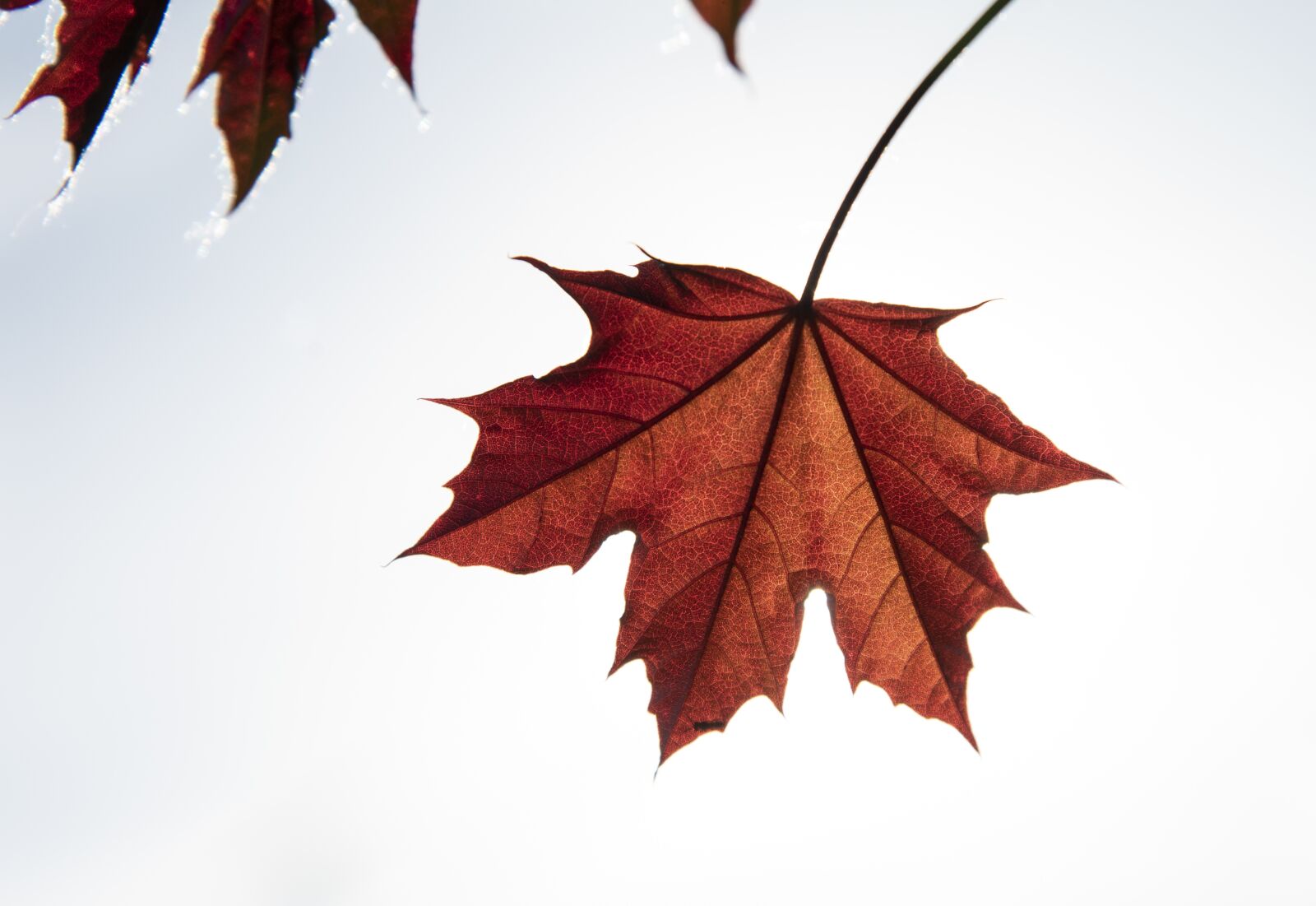 Nikon D750 sample photo. Maple, leaf, nature photography