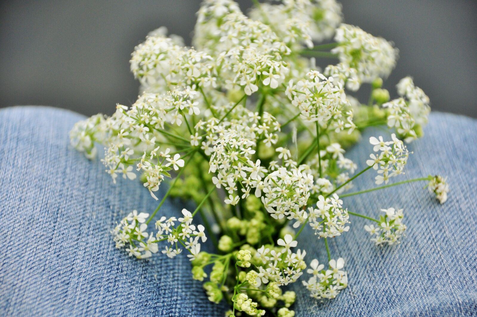 Nikon D90 sample photo. Flowers, nature, field photography