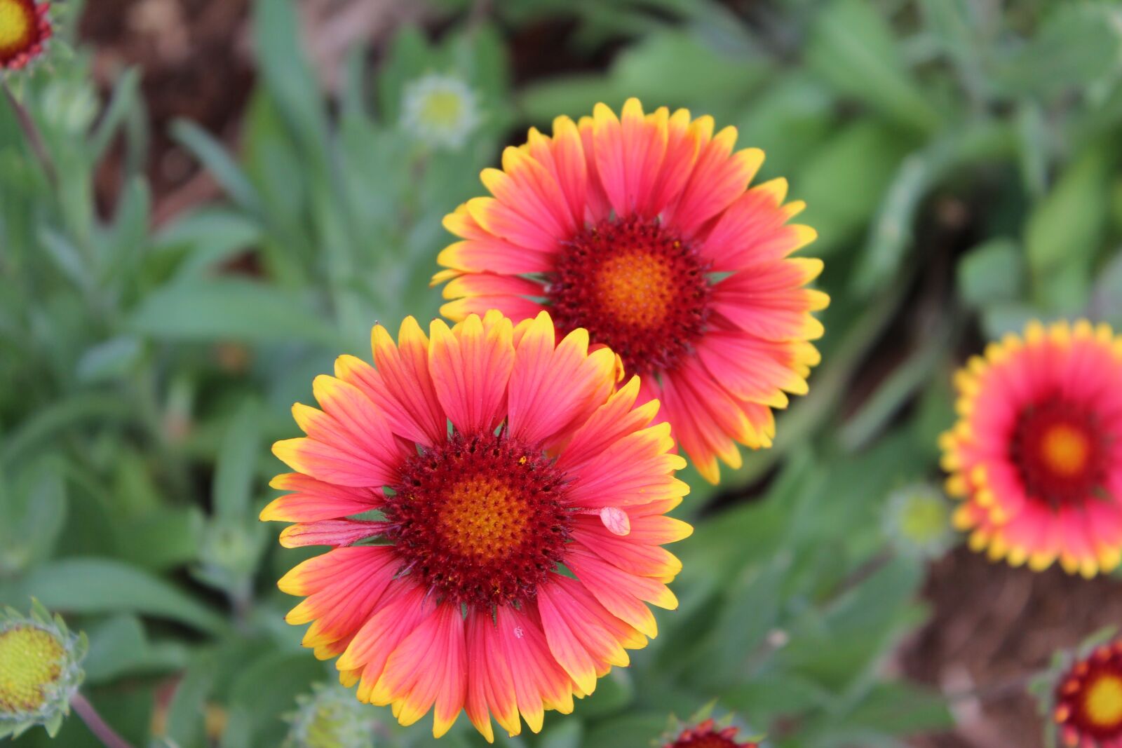 Canon EOS 600D (Rebel EOS T3i / EOS Kiss X5) sample photo. Flowers, pink, orange photography
