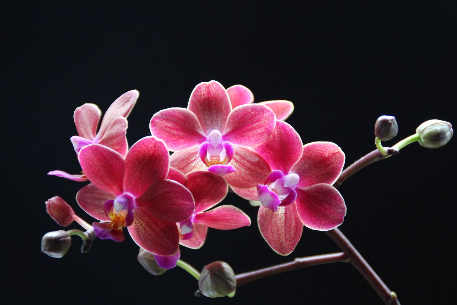 Canon EOS 2000D (EOS Rebel T7 / EOS Kiss X90 / EOS 1500D) sample photo. Orchids, plant, orchid photography