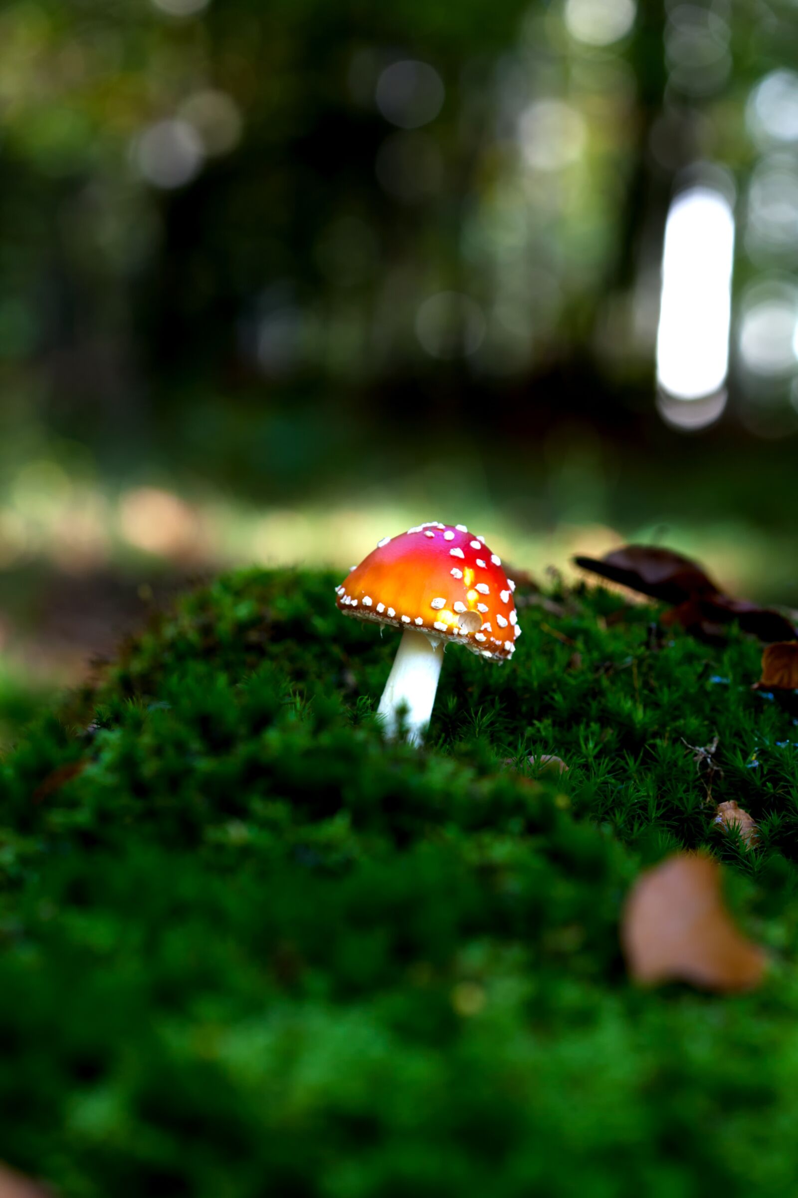 Canon EF 100mm F2.8 Macro USM sample photo. Autumn, forest, mushroom photography