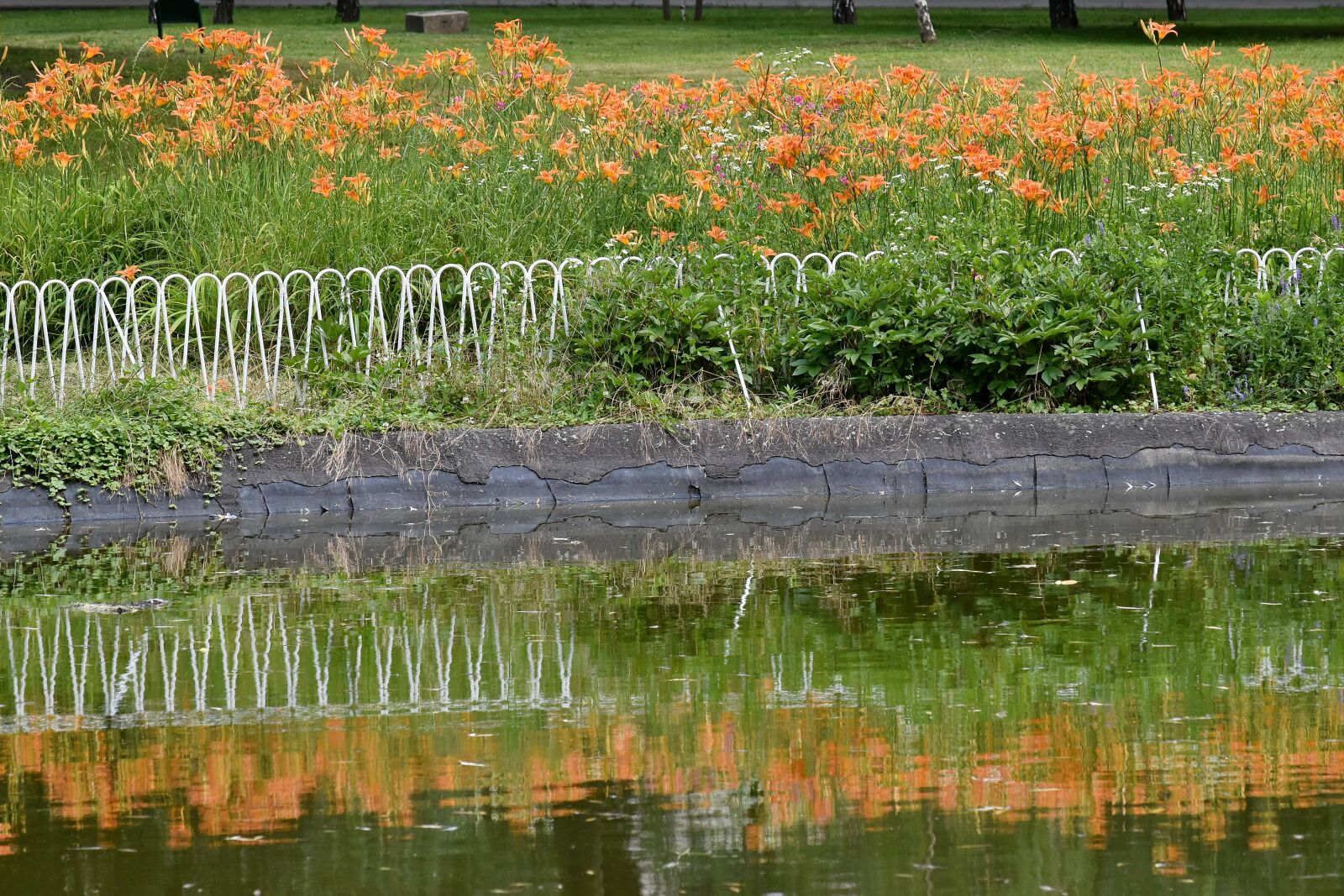 Nikon D5500 sample photo. Fence, flower garden, lily photography