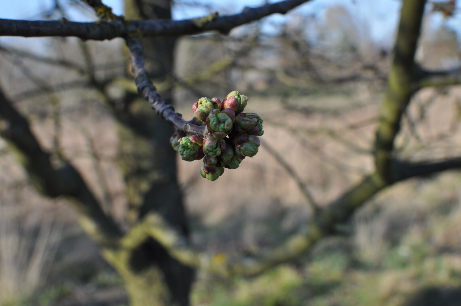 Nikon D5000 sample photo. Spring, the buds, plants photography