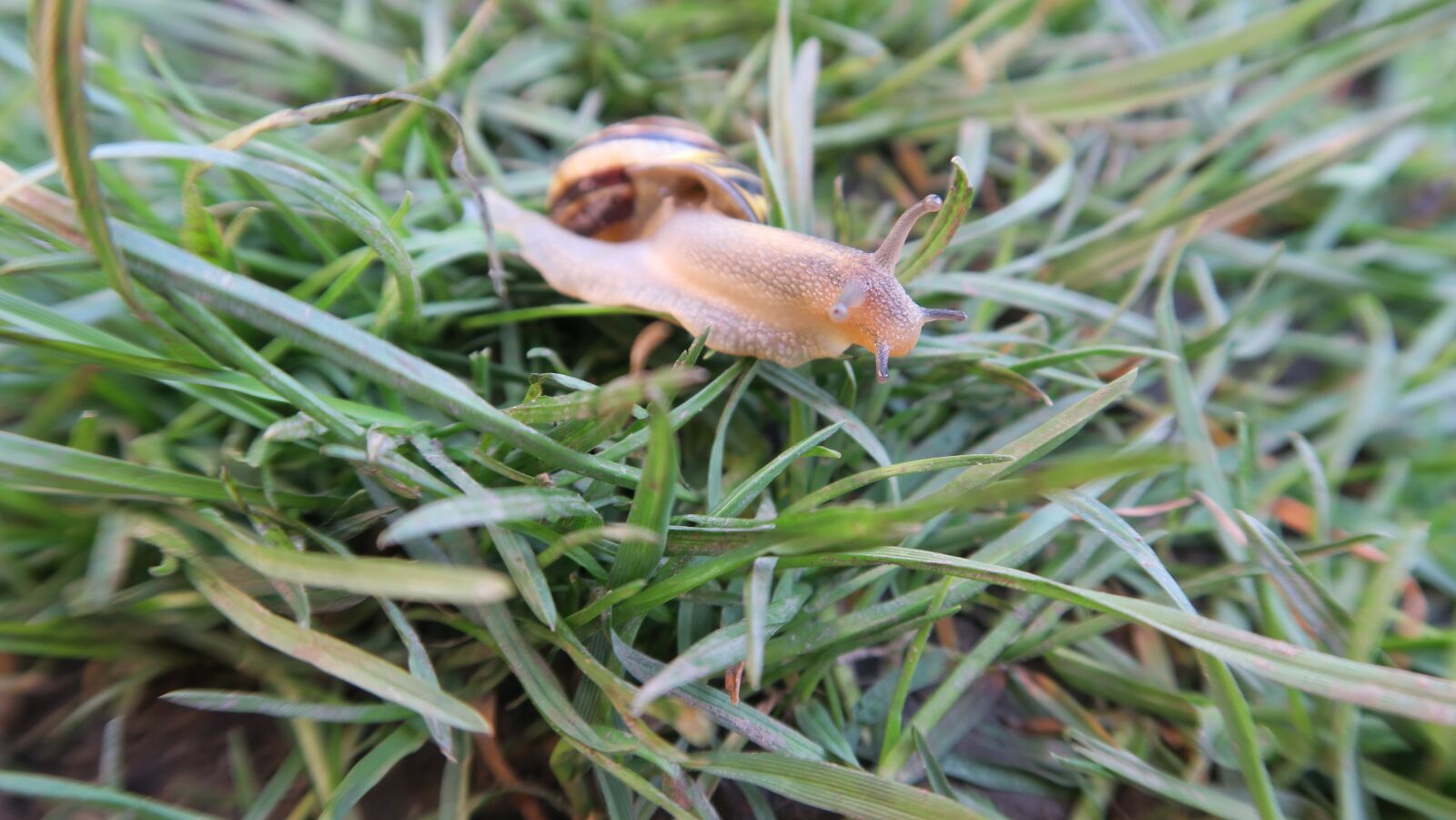 Canon PowerShot G5 X sample photo. Worm, spring, nature photography