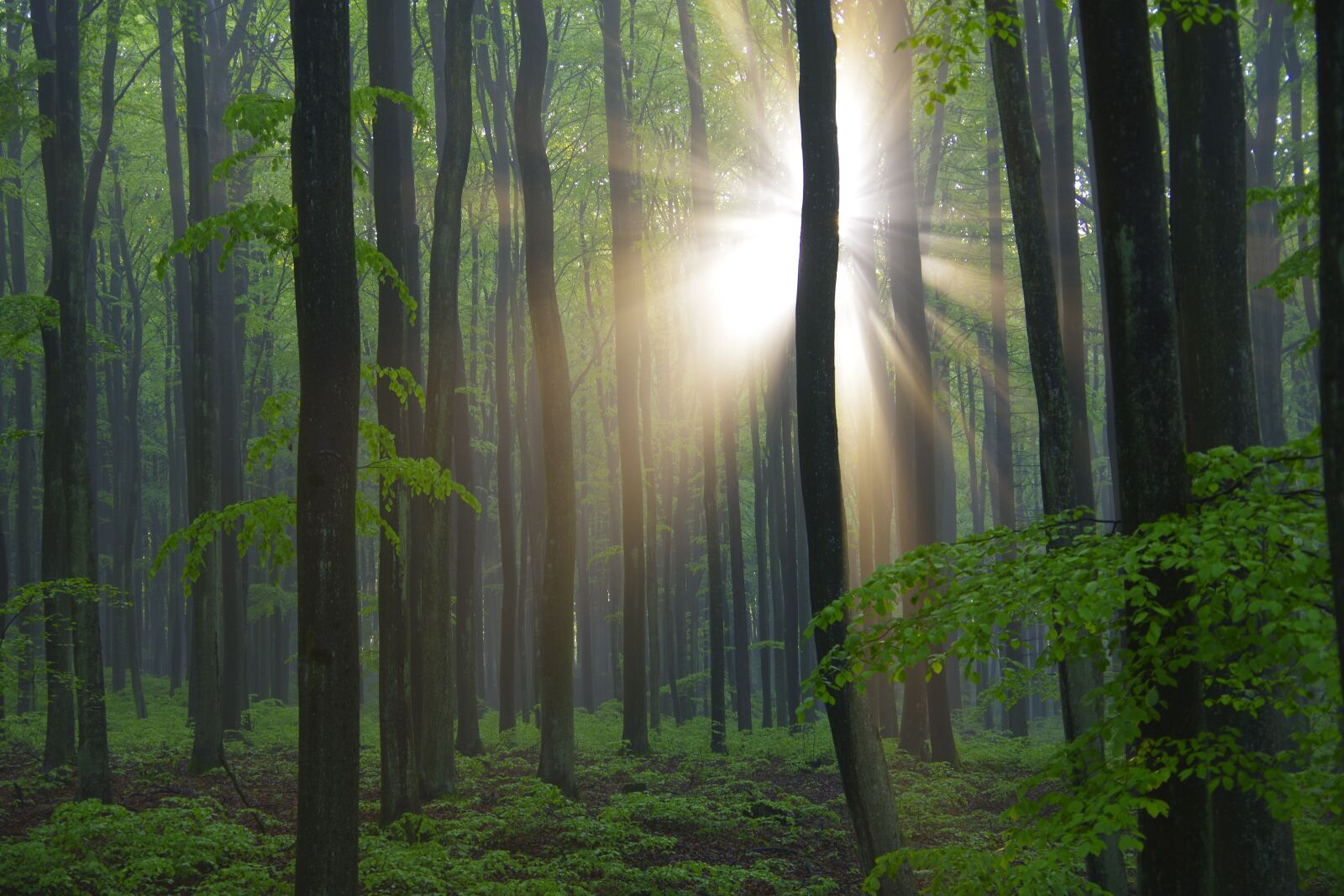 Pentax K-70 sample photo. Light, nature, woods photography