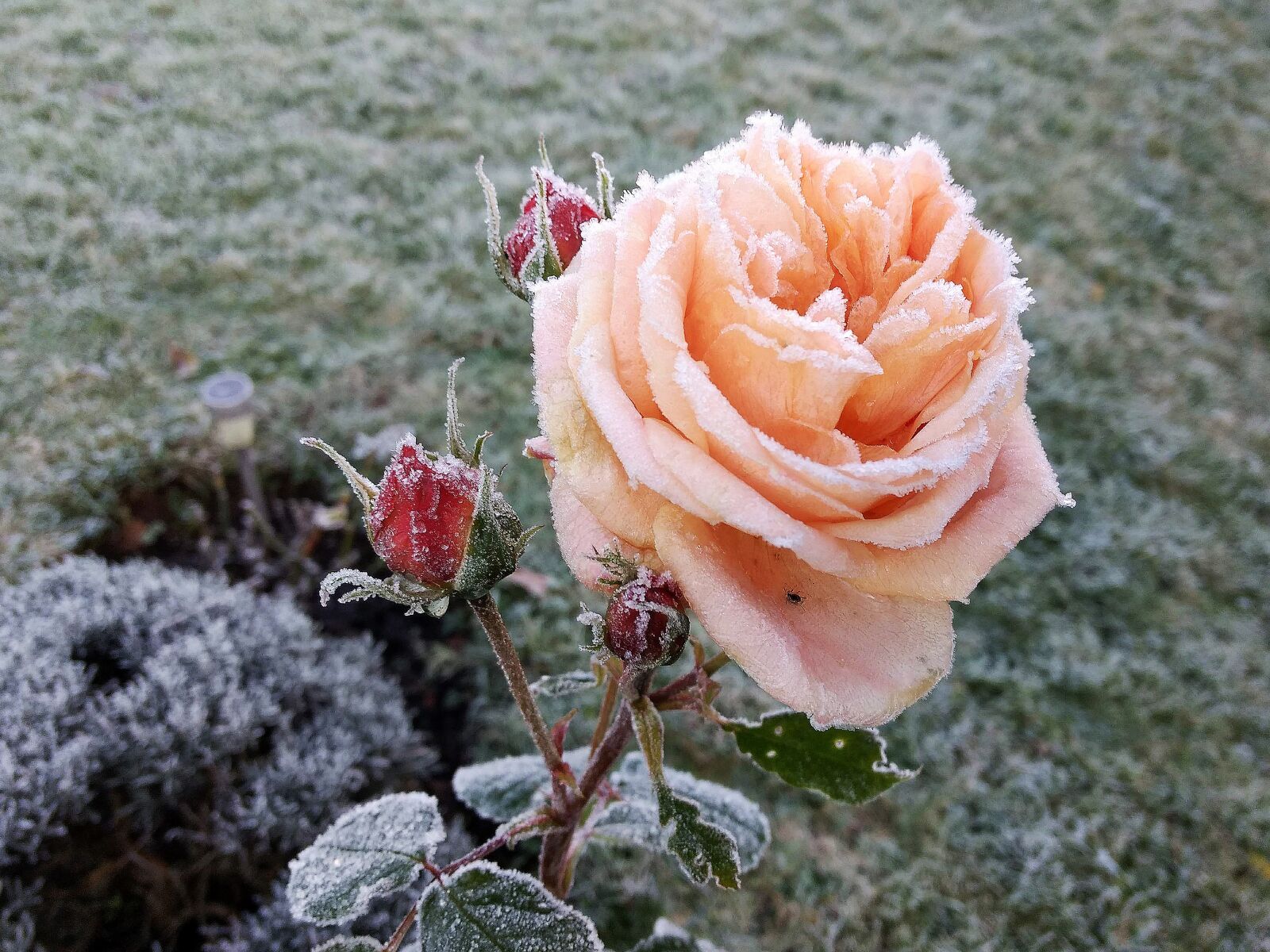Motorola Moto G (4) sample photo. Rose, ice, winter photography