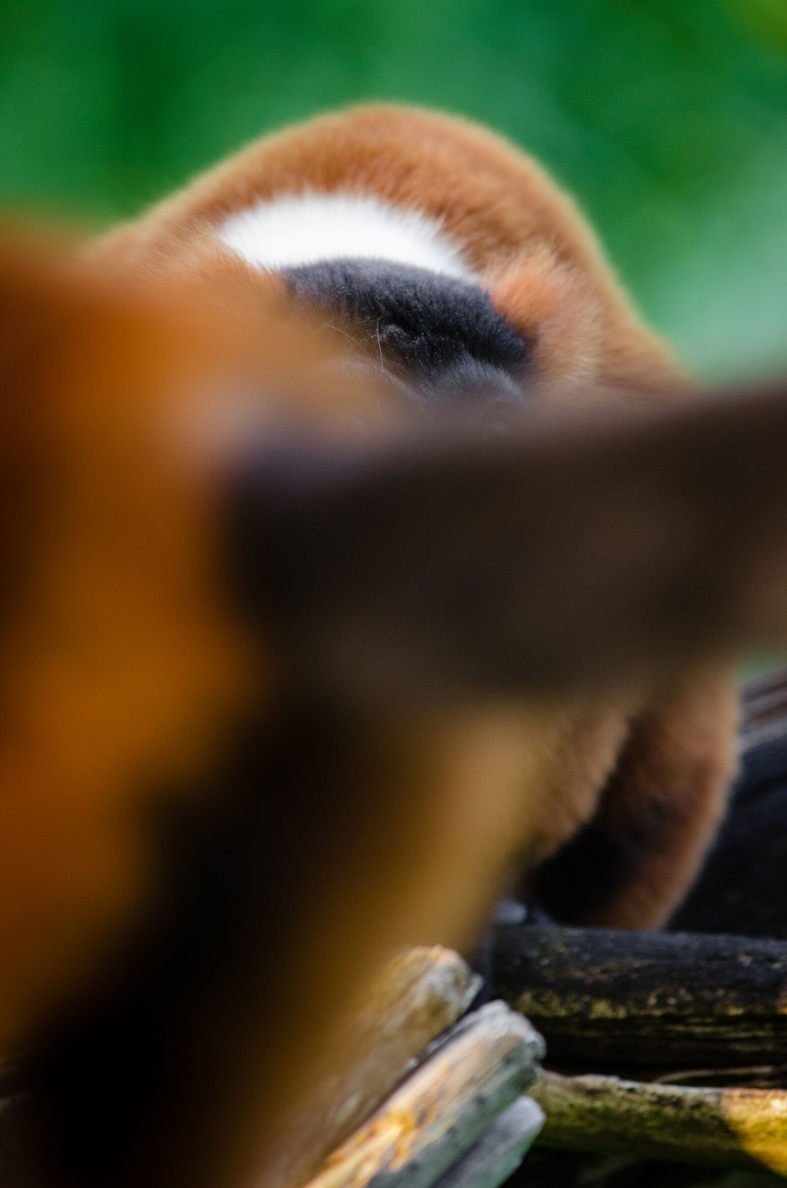 Nikon D7000 + Sigma APO Tele Macro 300mm F4 sample photo