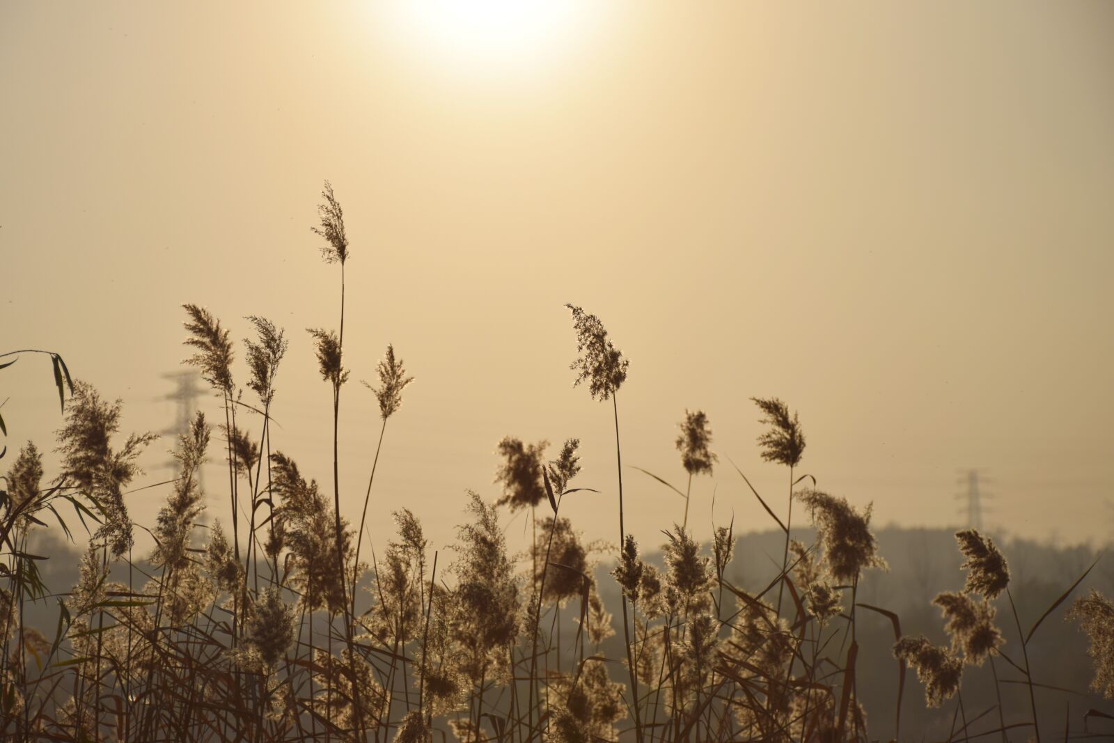 Nikon D5300 sample photo. Reed, sunshine, sunset photography