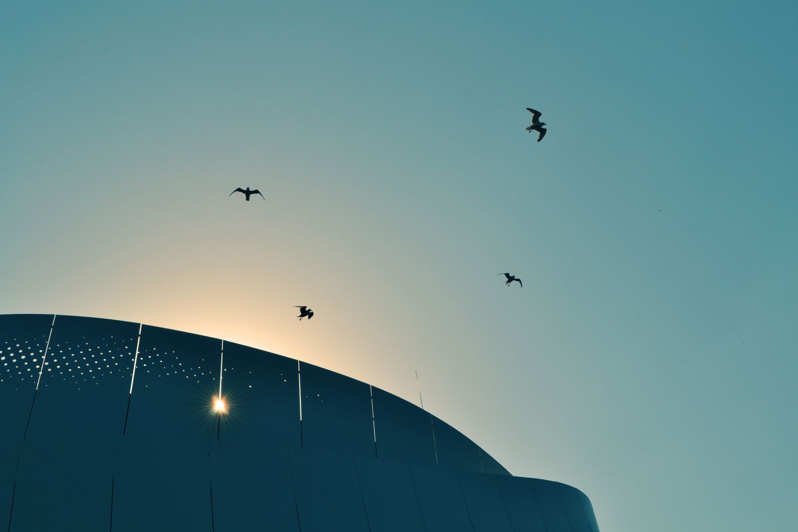 Nikon D3100 sample photo. Sunset, birds, flying photography