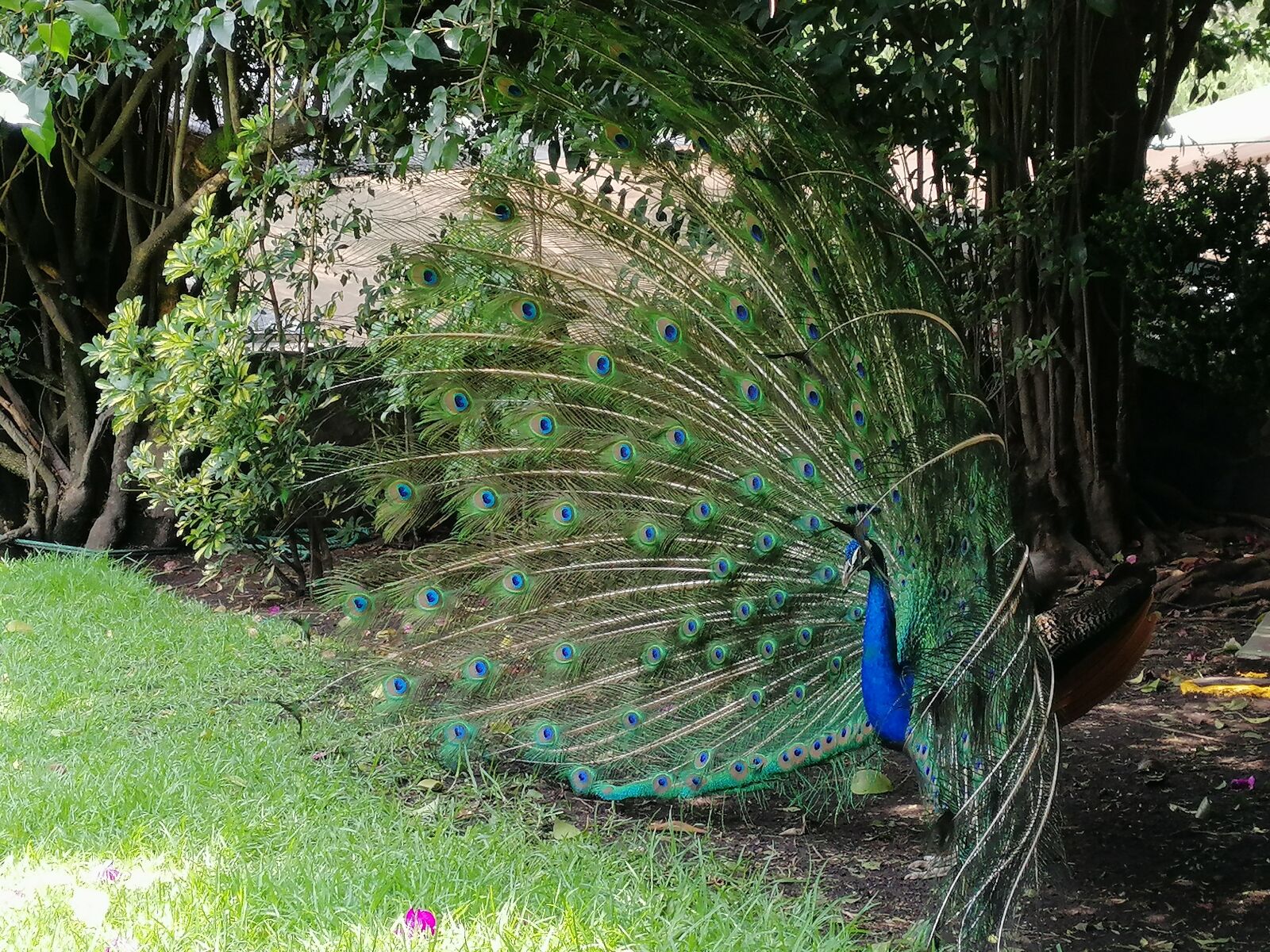 HUAWEI SNE-LX3 sample photo. Animals, garden, green photography