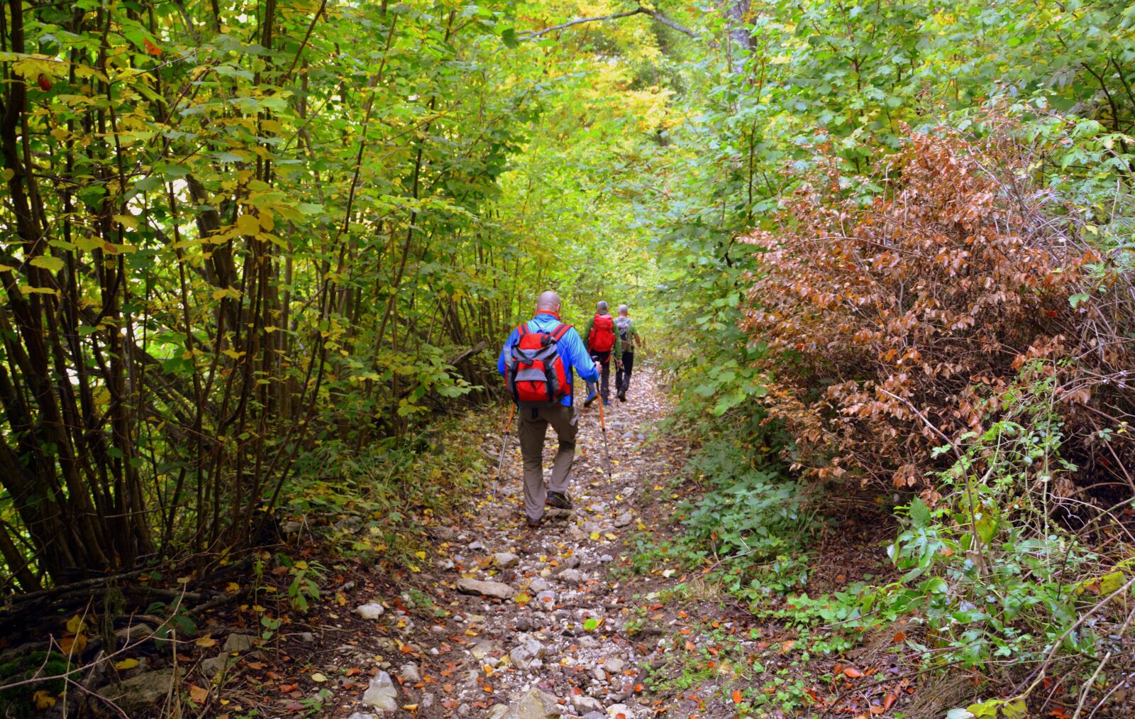 Nikon D7100 sample photo. Excursion, forest, autumn photography