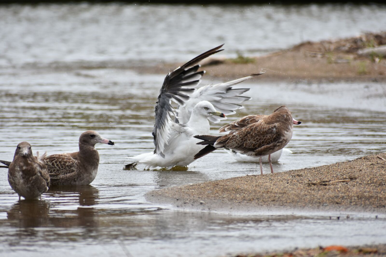 Nikon D7200 sample photo. Animal, sea, beach photography