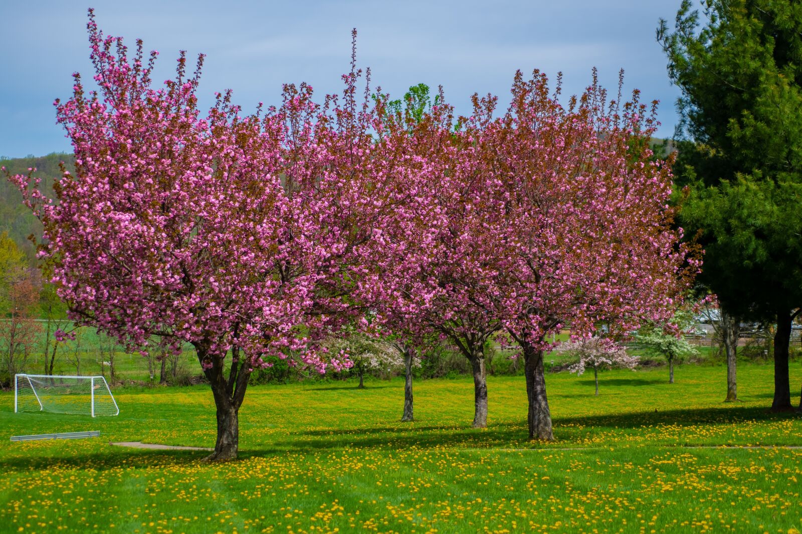 Nikon D500 sample photo. Springtime, spring, nature photography