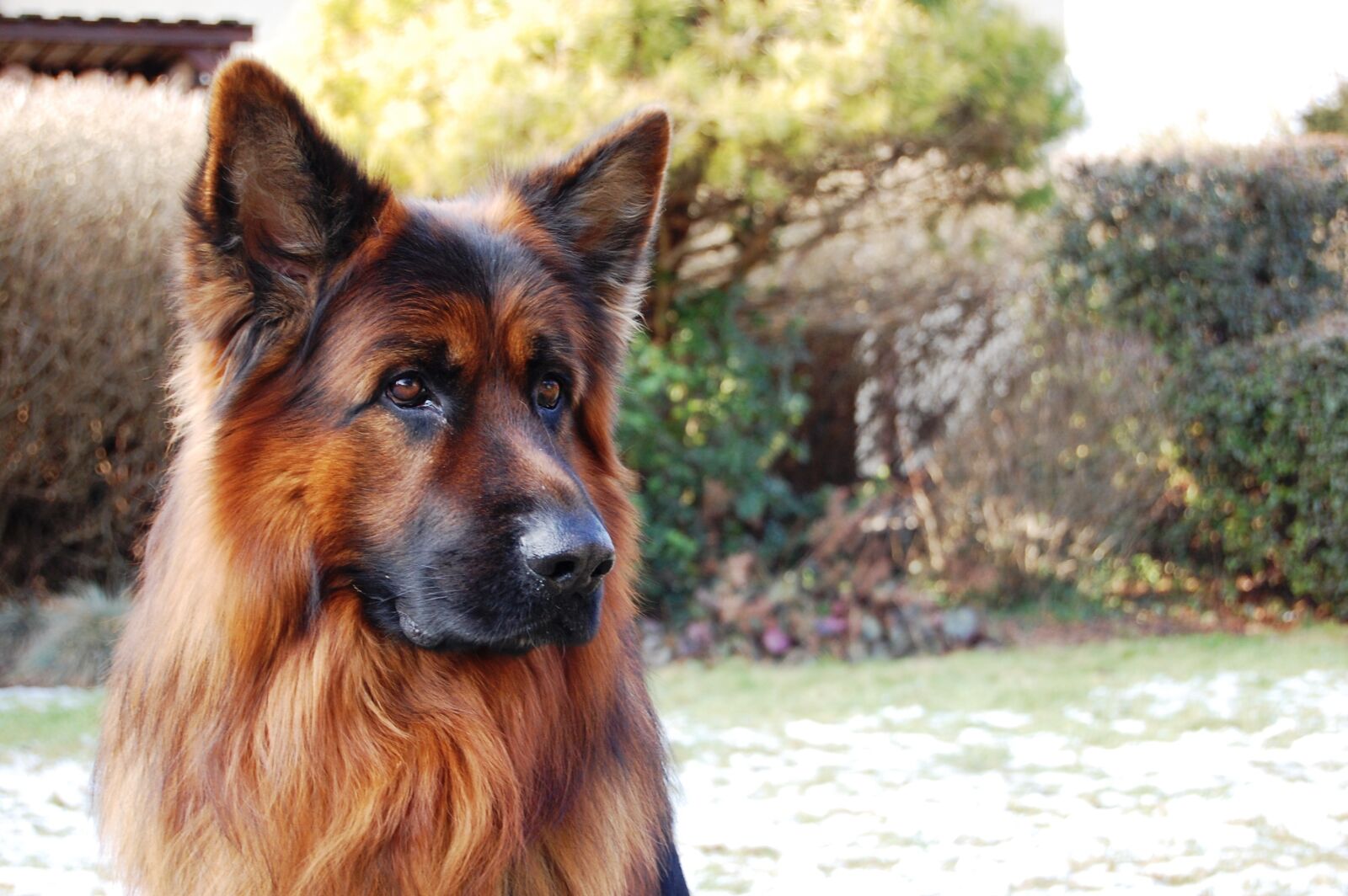 Nikon D40 sample photo. Sheep-dog, friend, long-haired photography
