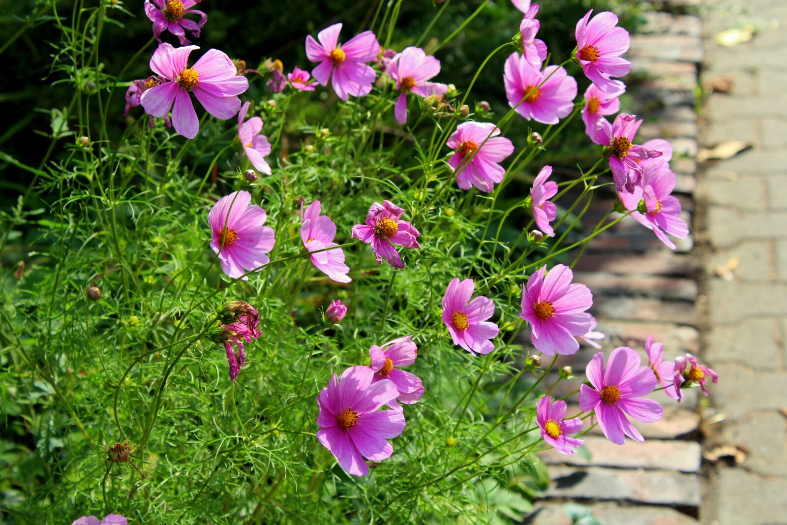 Canon EOS 1200D (EOS Rebel T5 / EOS Kiss X70 / EOS Hi) sample photo. Kosmosy, flowers, violet photography