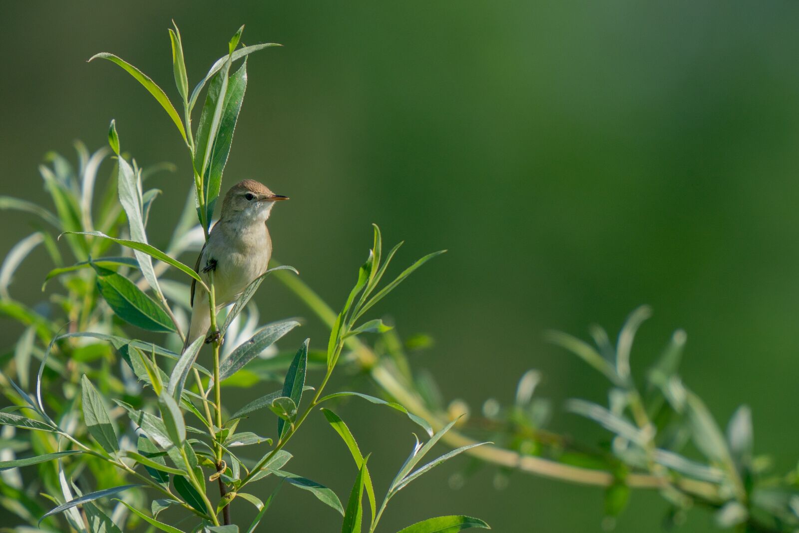 Sony a9 sample photo. Blyth's reed warbler, acrocephalus photography