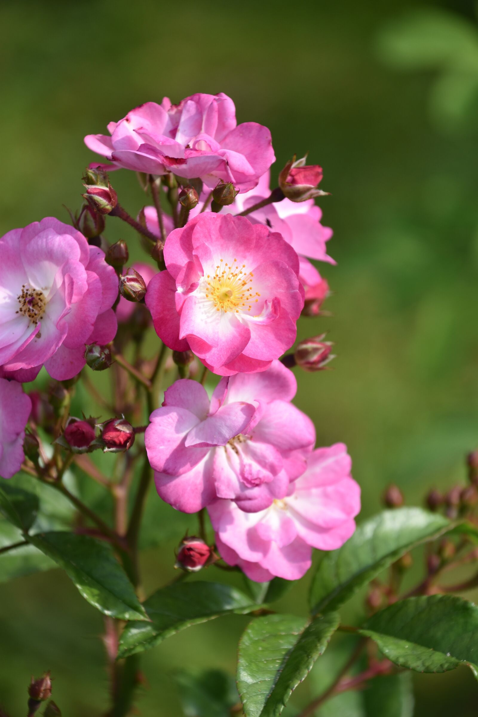 Nikon D5600 sample photo. Pink, rosebush, flower photography