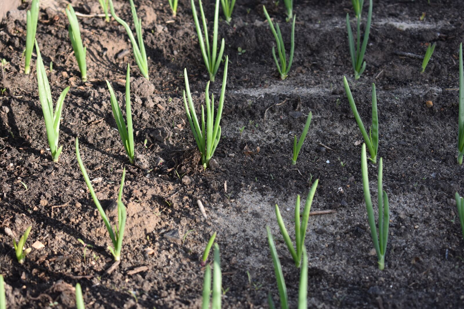 Nikon D3400 sample photo. Onion, landing, agriculture photography