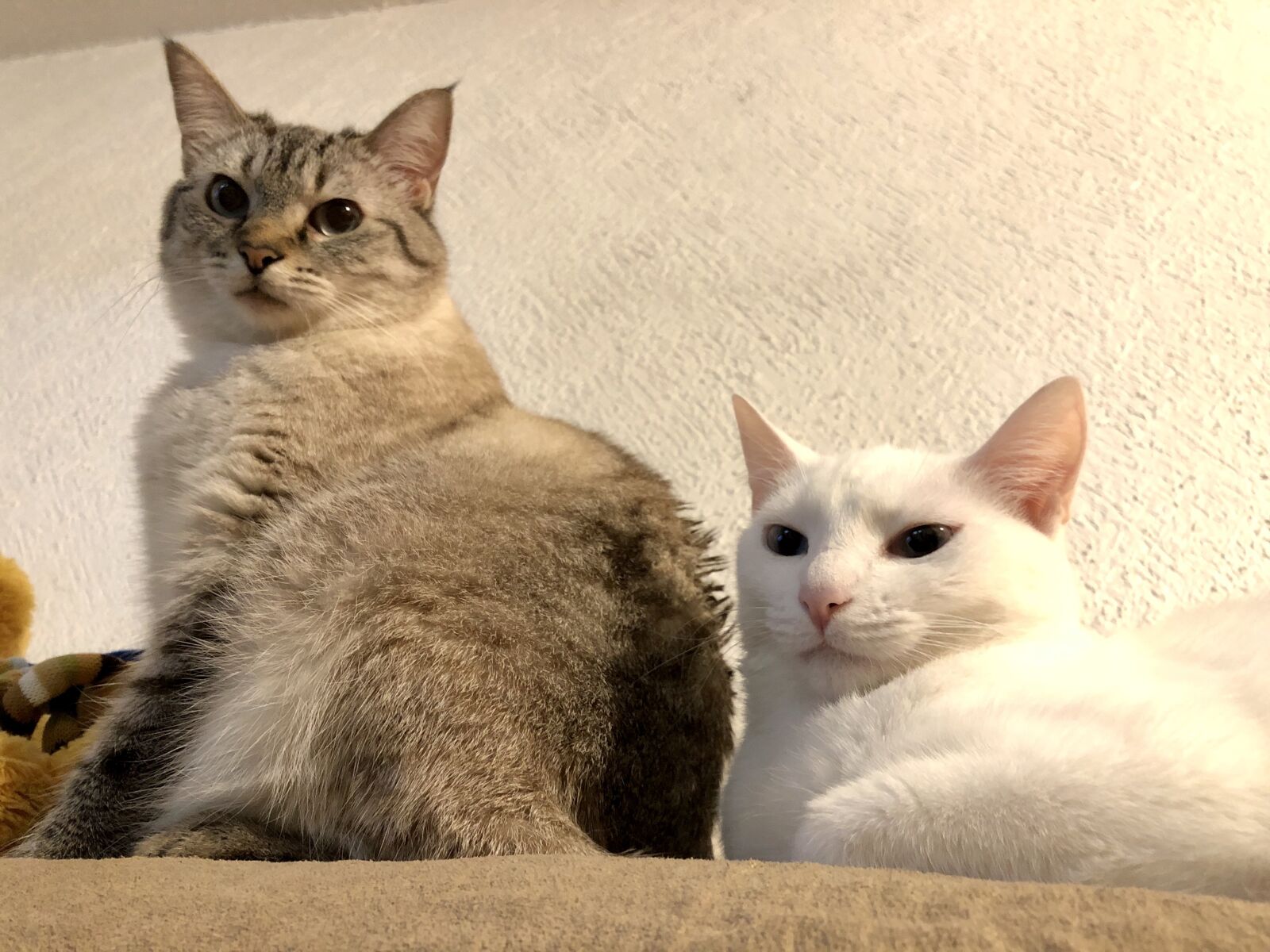 iPhone 8 back camera 3.99mm f/1.8 sample photo. Cats, kittens, eyes photography