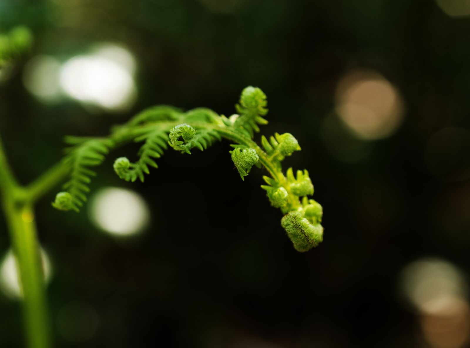 Nikon D5600 sample photo. Fern, plant, green photography