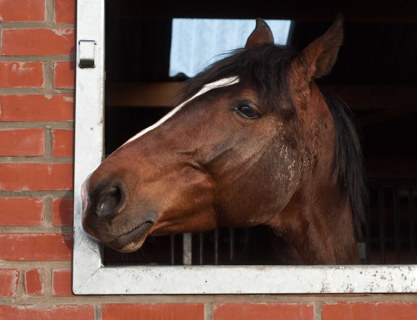 Nikon D300 sample photo. Horse, head, window photography