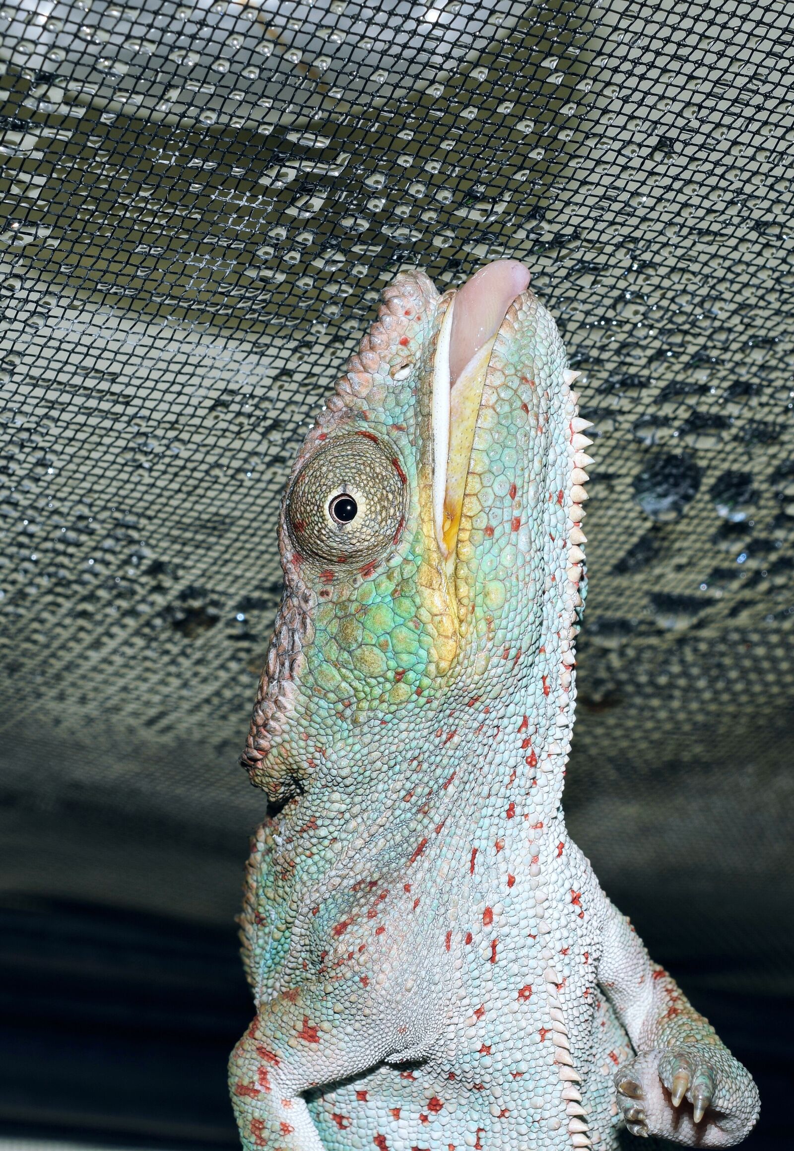 Nikon D5300 sample photo. Panther chameleon, drink, close photography