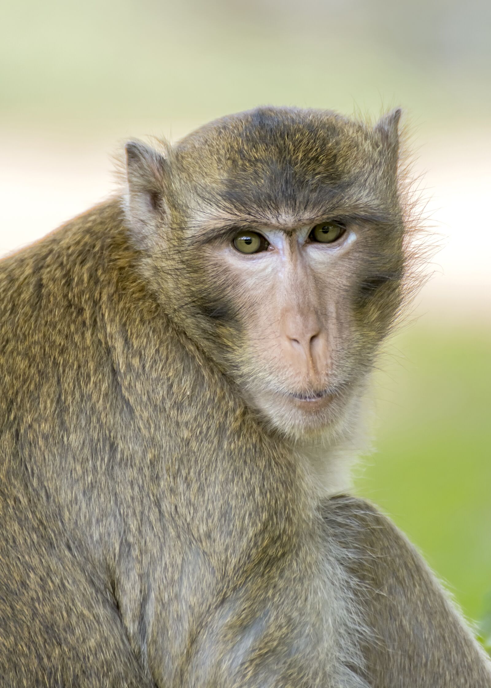 Nikon D7100 sample photo. Monkey, asia, cambodia photography