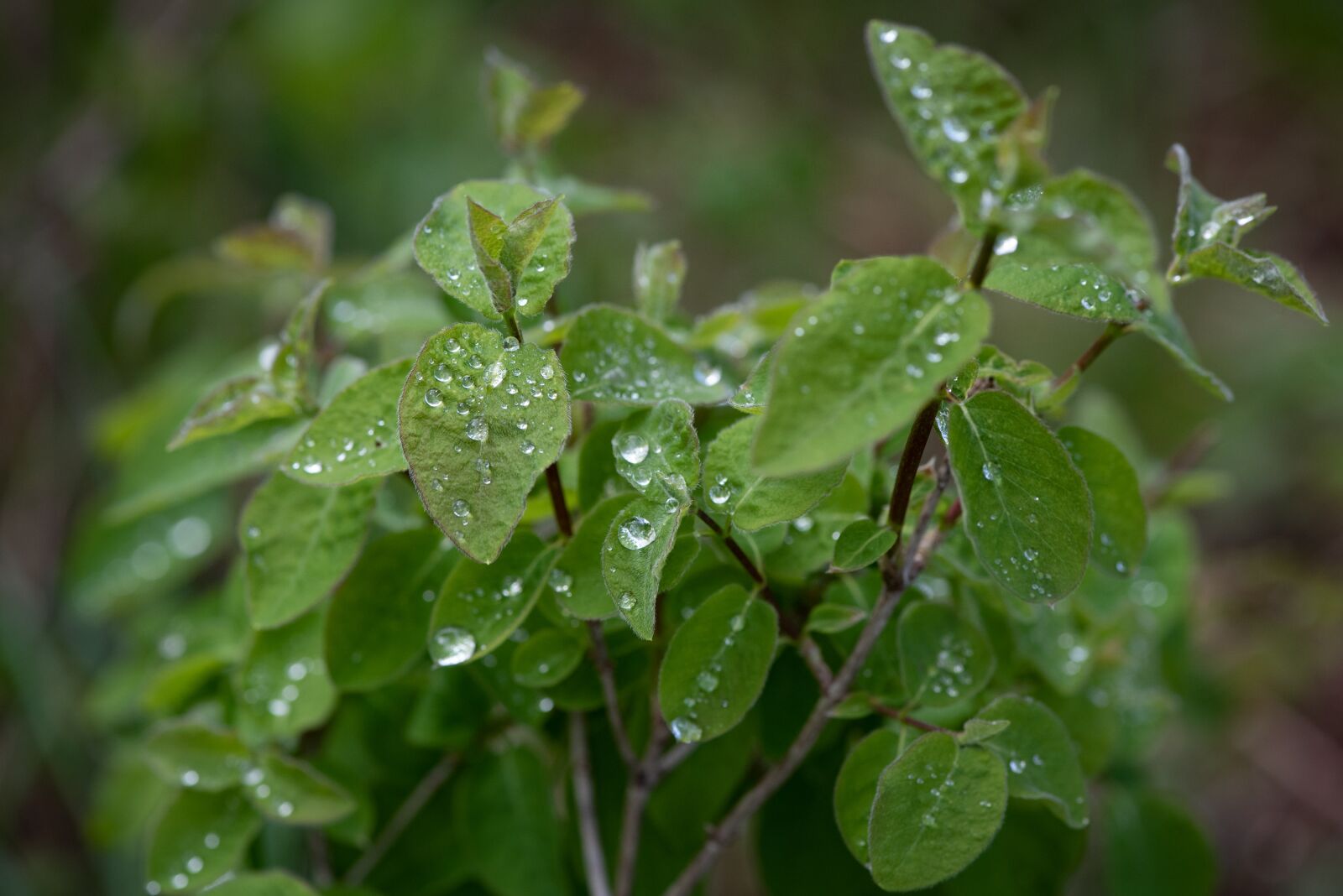 Nikon D750 sample photo. Leaves, green, drop of photography