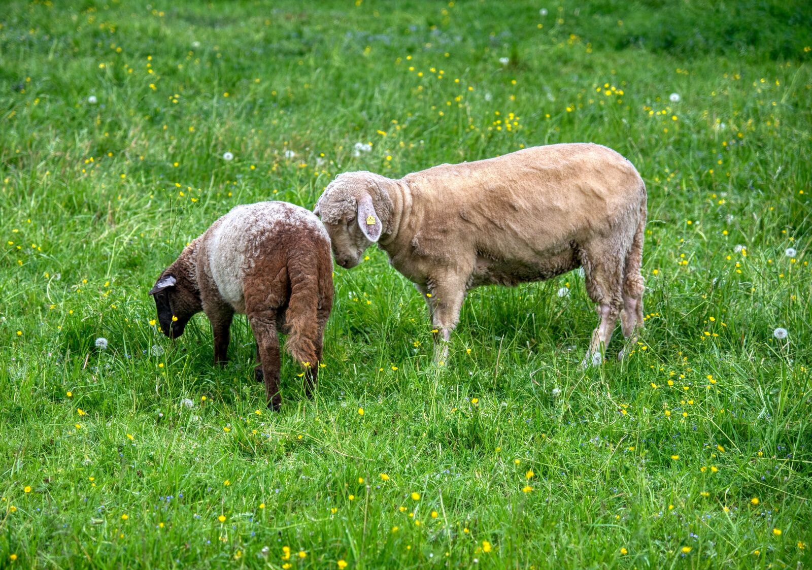 Nikon D750 sample photo. Sheep, two, duo photography
