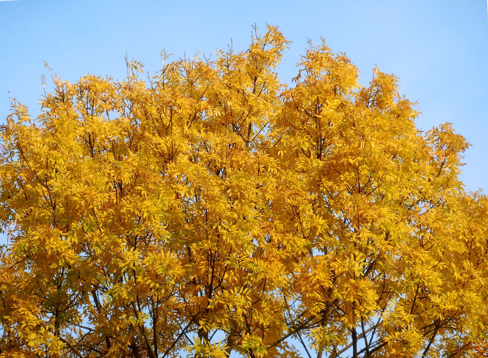 Nikon Coolpix S5300 sample photo. Tree, leaves, autumn photography