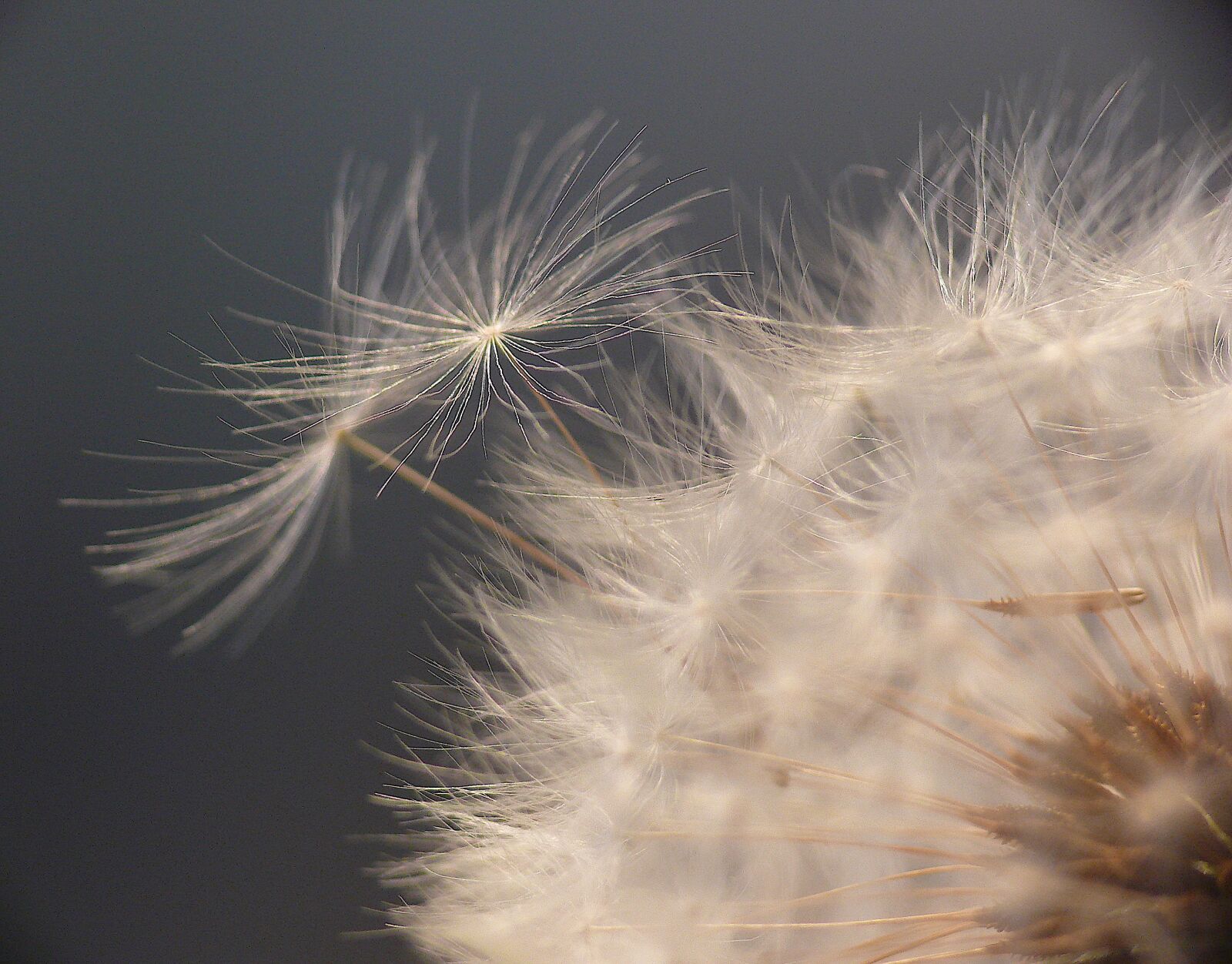 Panasonic DMC-FZ50 sample photo. Dandelion, close up, nature photography