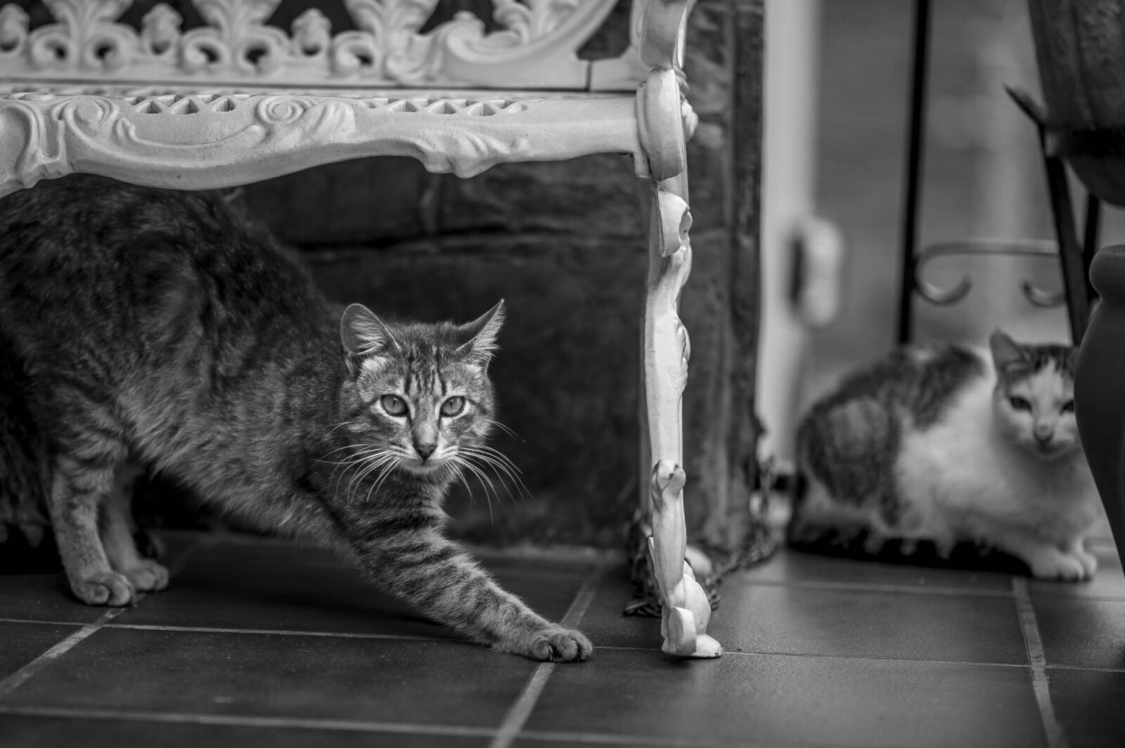 Nikon D700 sample photo. Cats, asturias, animals photography