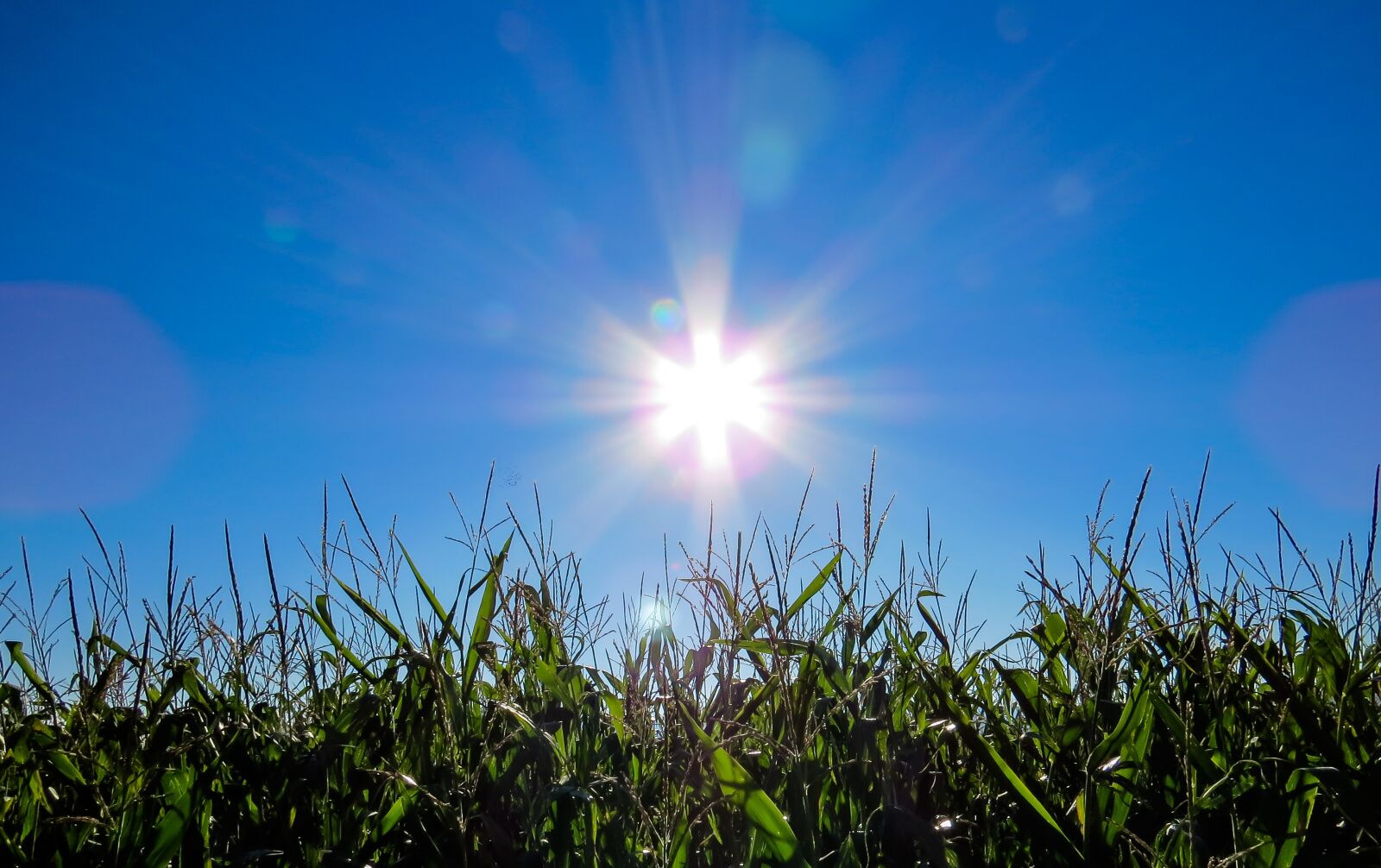 Canon PowerShot SX50 HS sample photo. Corn, cornfield, sun photography