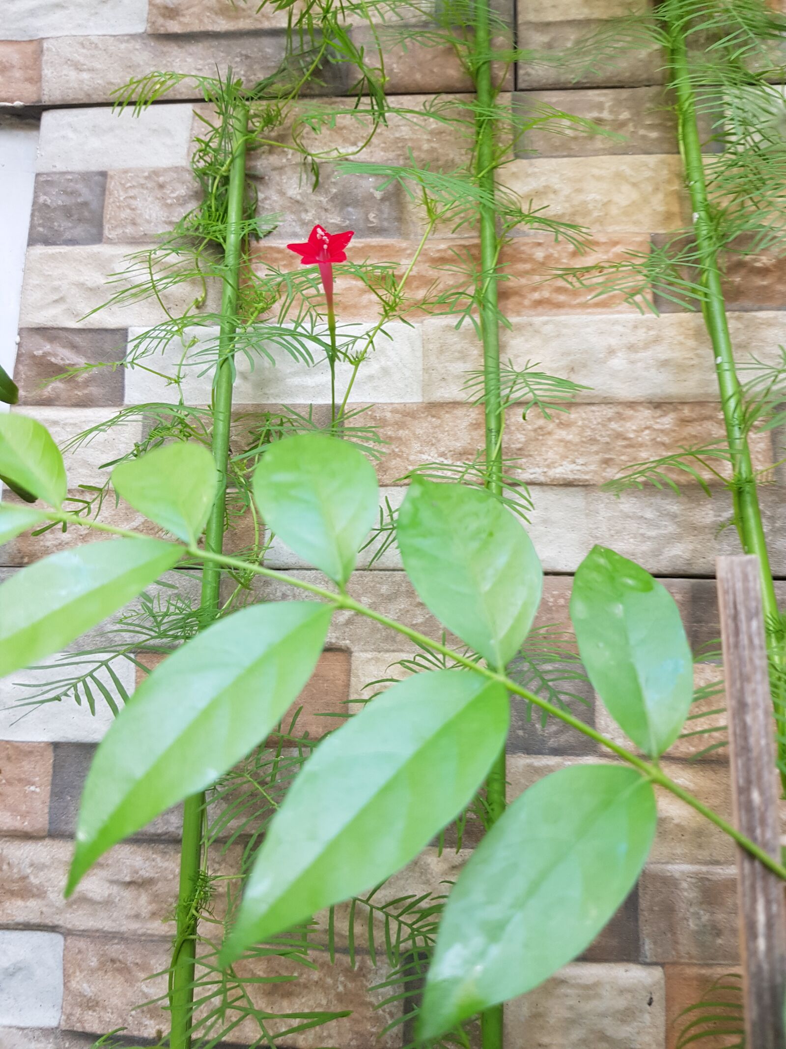 Samsung Galaxy S8 sample photo. Tuong, flower, home photography
