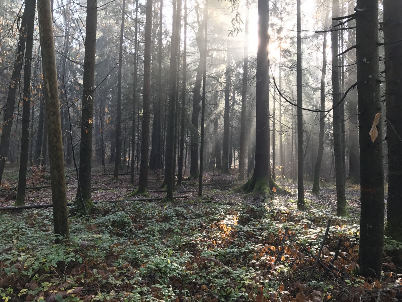 Apple iPhone 7 sample photo. Forest, tree, sun photography