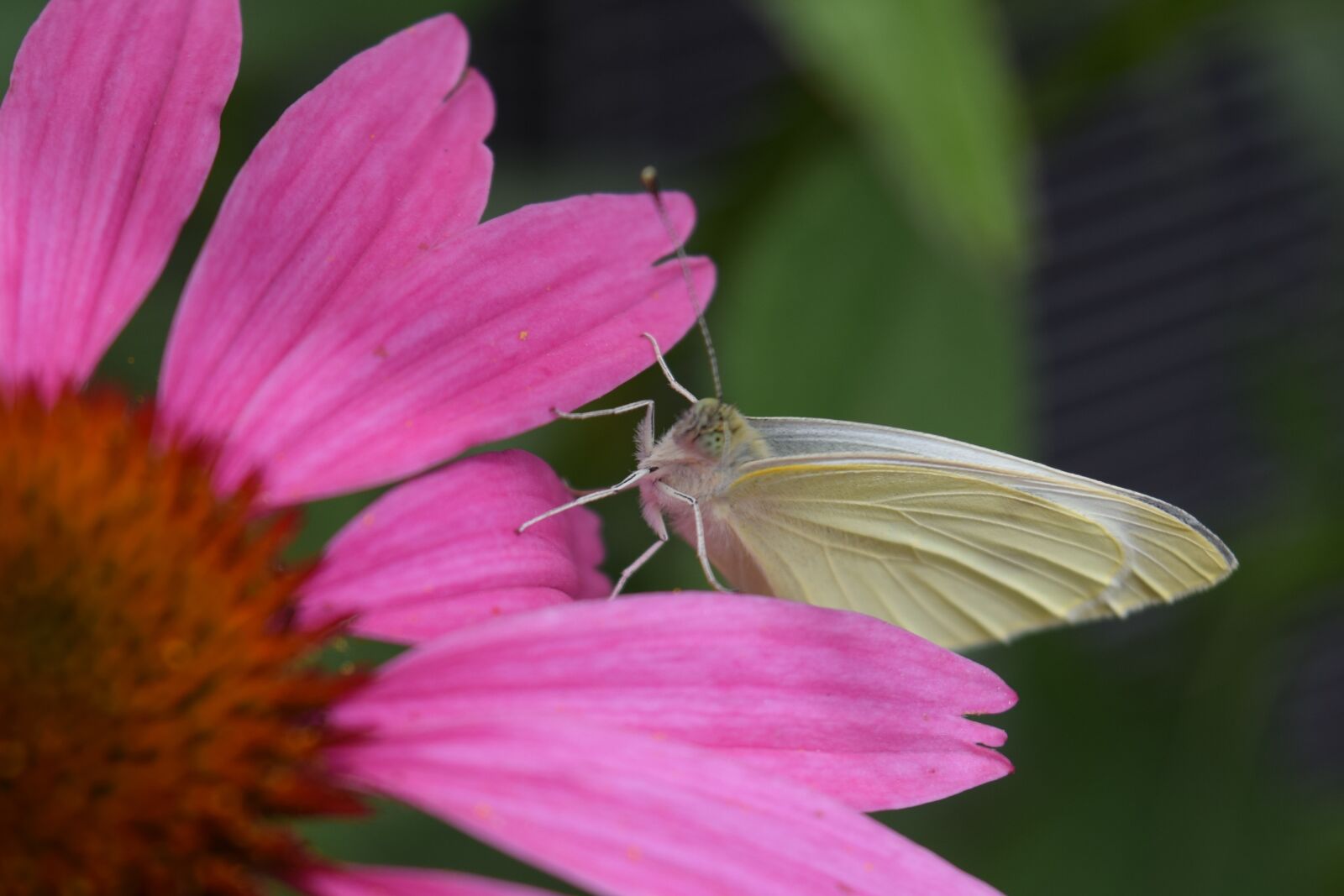 Nikon D3300 sample photo. Butterfly, bug, insect photography