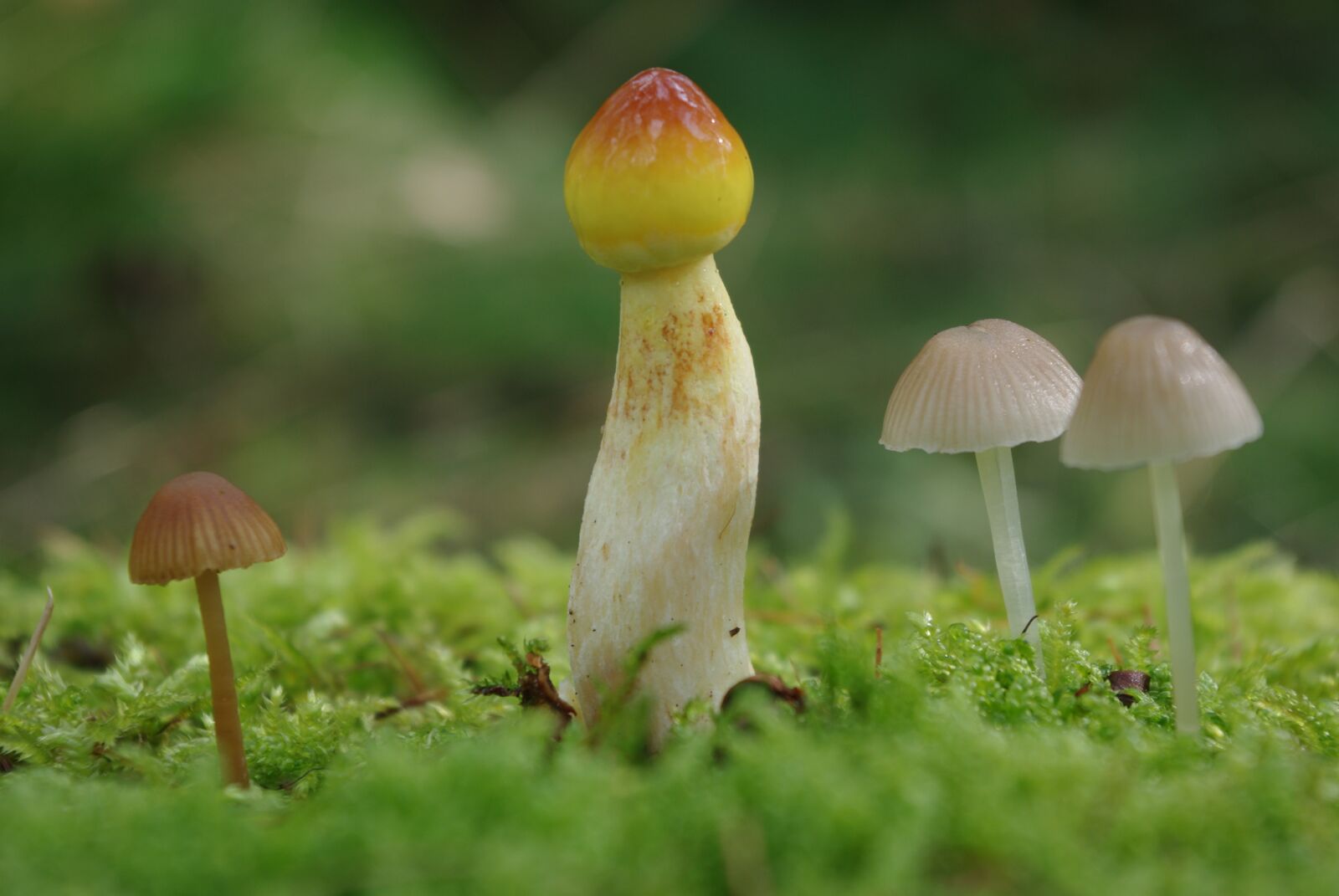 Pentax K-m (K2000) sample photo. Mushroom, forest, toxic photography
