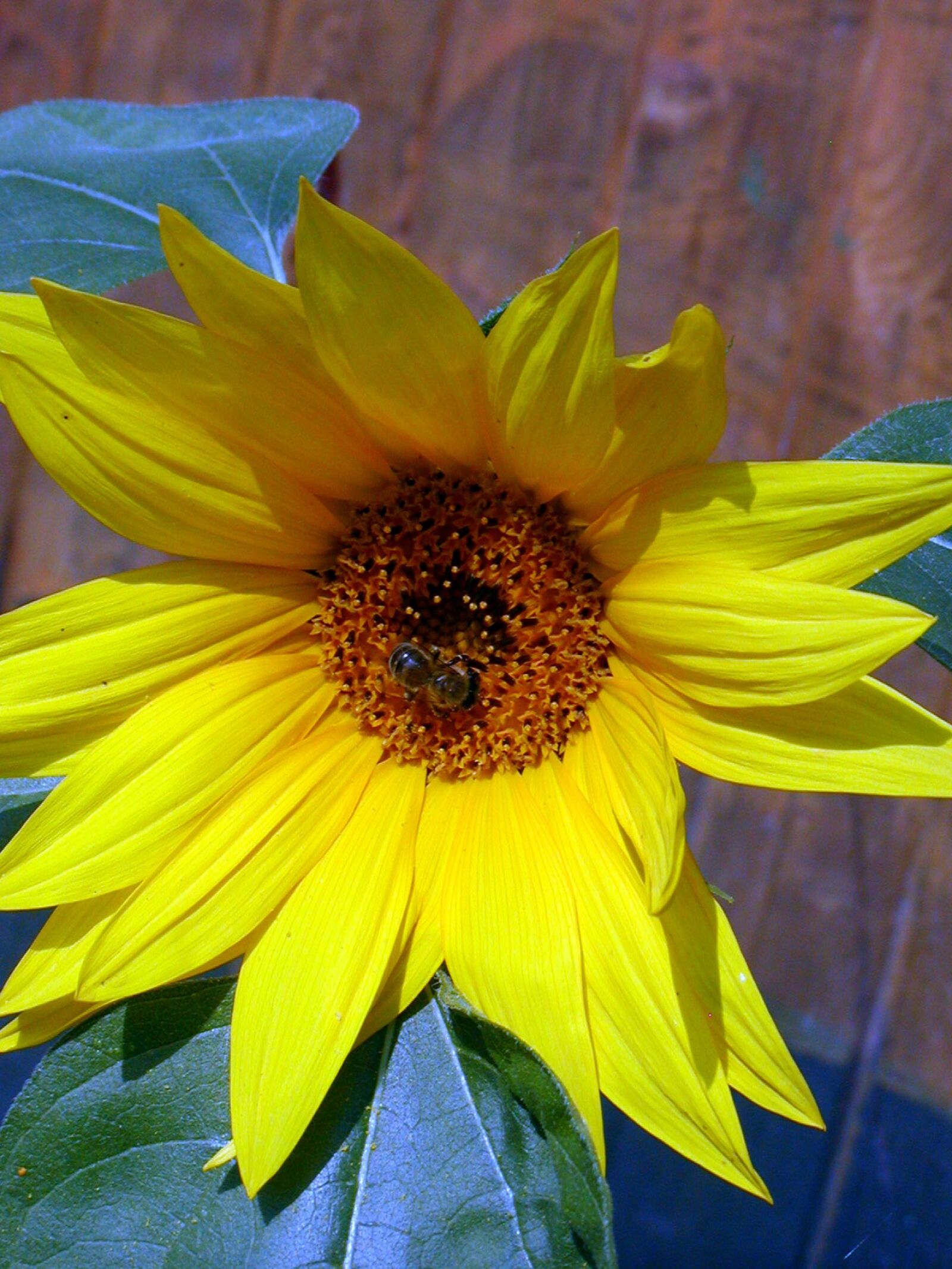 Olympus C700UZ sample photo. Sunflower, summer, flower photography
