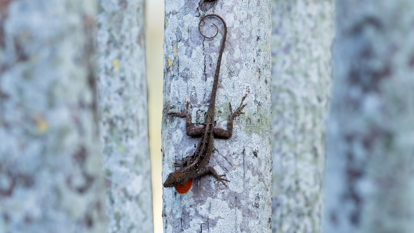 Canon EOS 5D Mark III sample photo. Brown, anole, lizard photography