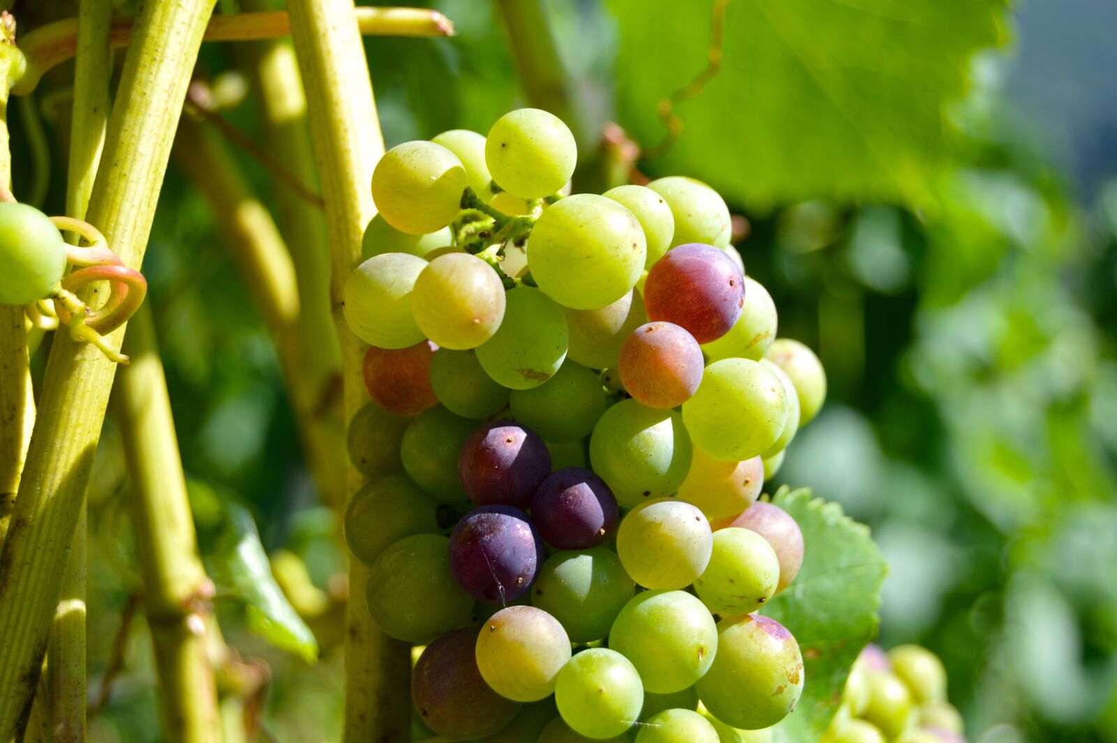 Nikon D3200 sample photo. Rebstock, grapes, henkel photography
