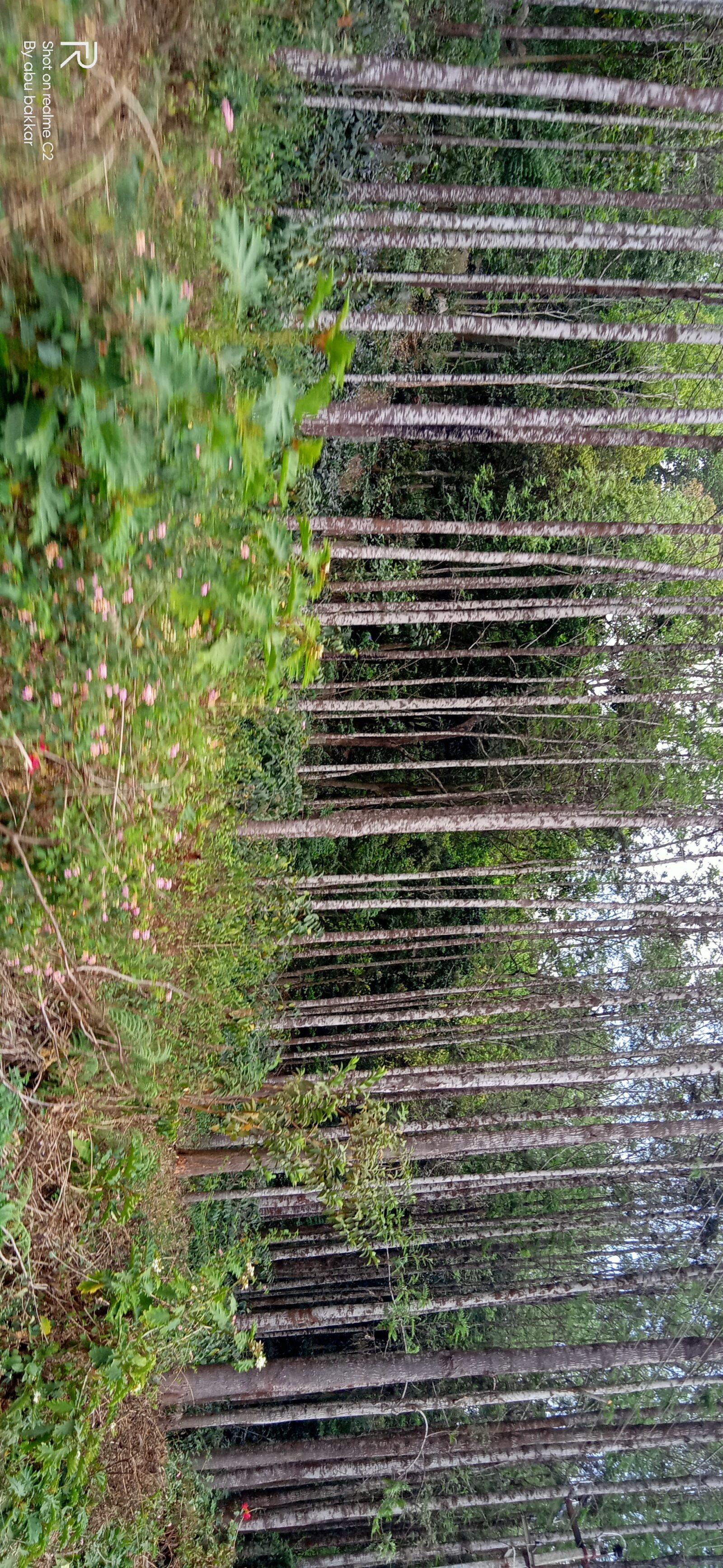 Realme C2 sample photo. Yercaud, forest, nature photography