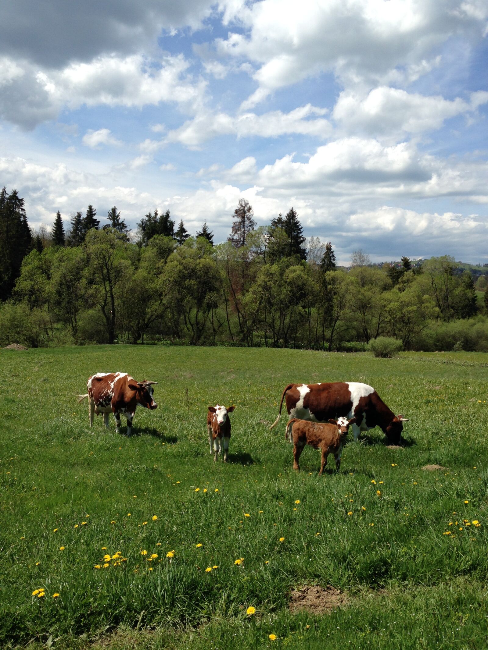 Apple iPhone 5c sample photo. Animals, cows, pasture land photography