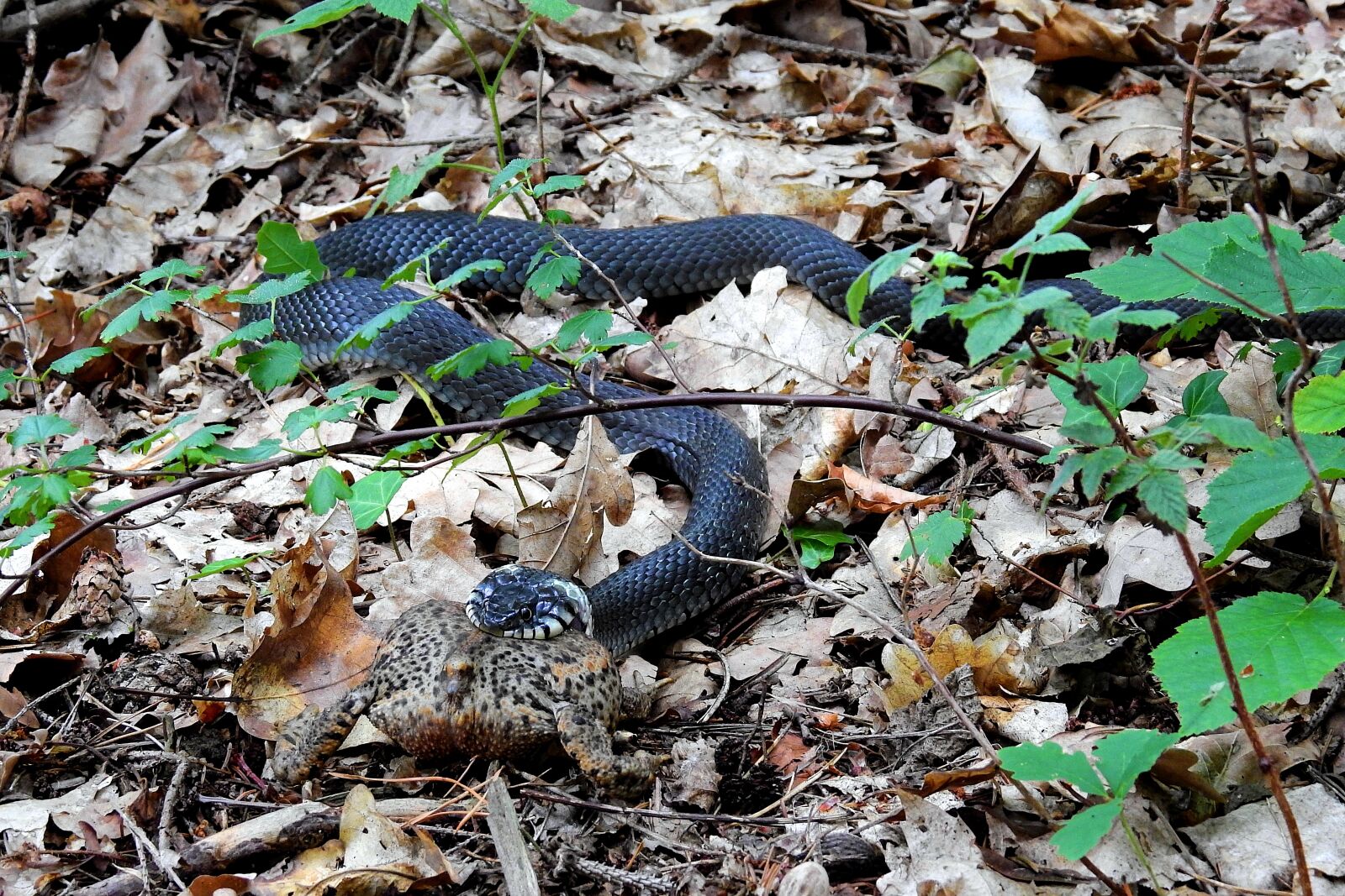 Nikon Coolpix P900 sample photo. Snake, grass snake, gad photography