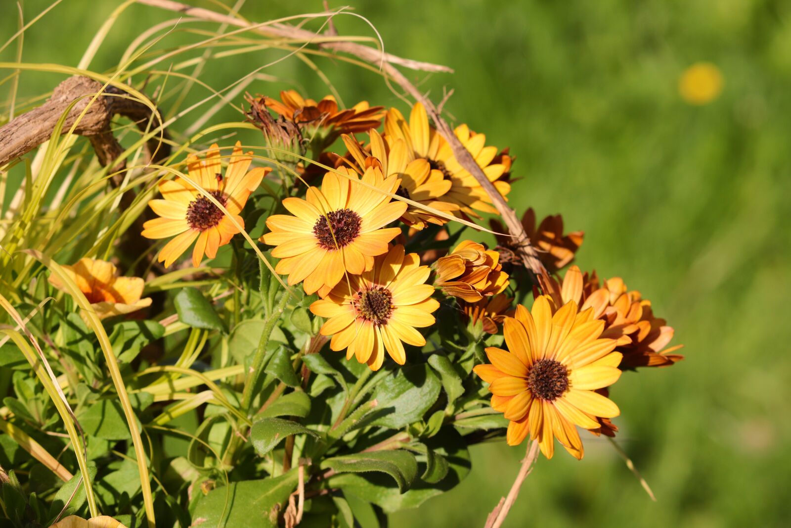 Canon EOS 200D (EOS Rebel SL2 / EOS Kiss X9) sample photo. Marigold, calendula officinalis, gardening photography