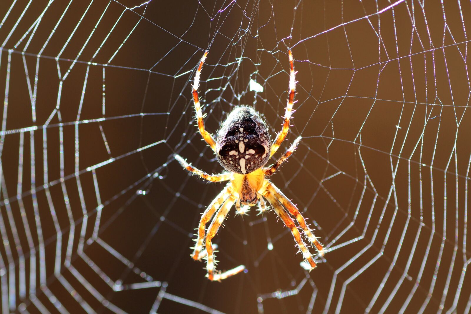 Tamron SP 90mm F2.8 Di VC USD 1:1 Macro sample photo. Araneus, spider, cobweb photography