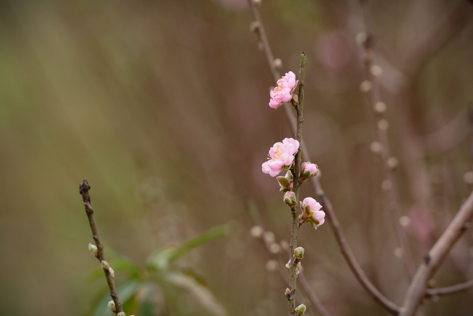 Nikon D7100 sample photo. Flower, peach flower, pink photography