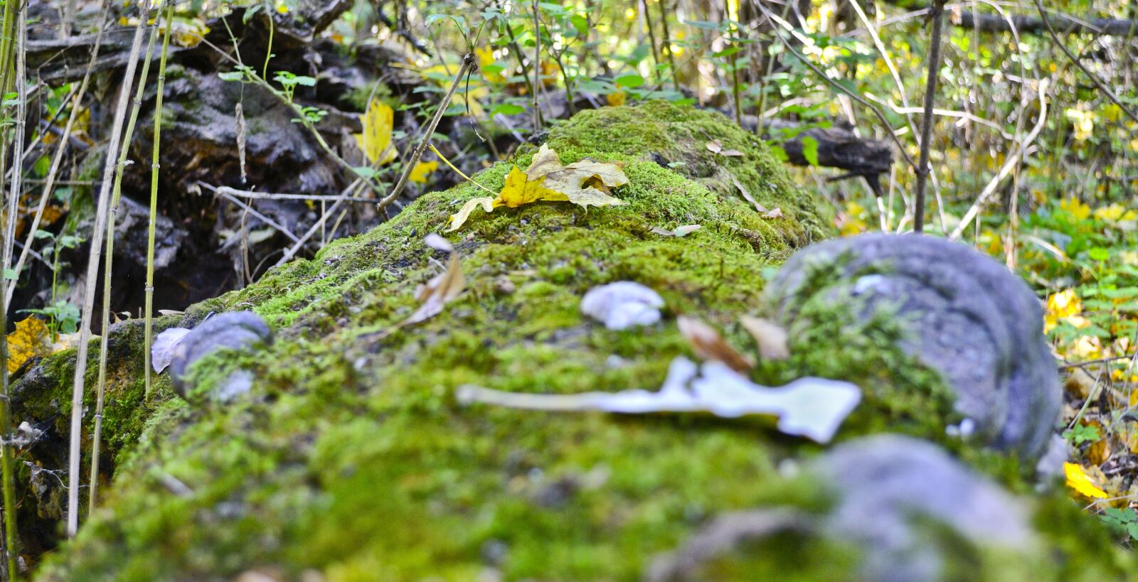 Nikon D3100 sample photo. Forest, moss, nature photography