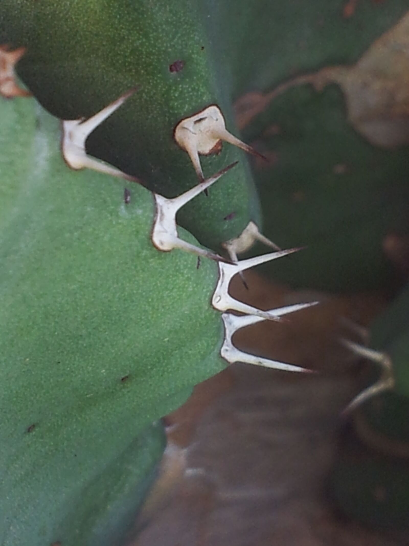 Samsung Galaxy S2 sample photo. Cactus, thorns, garden photography
